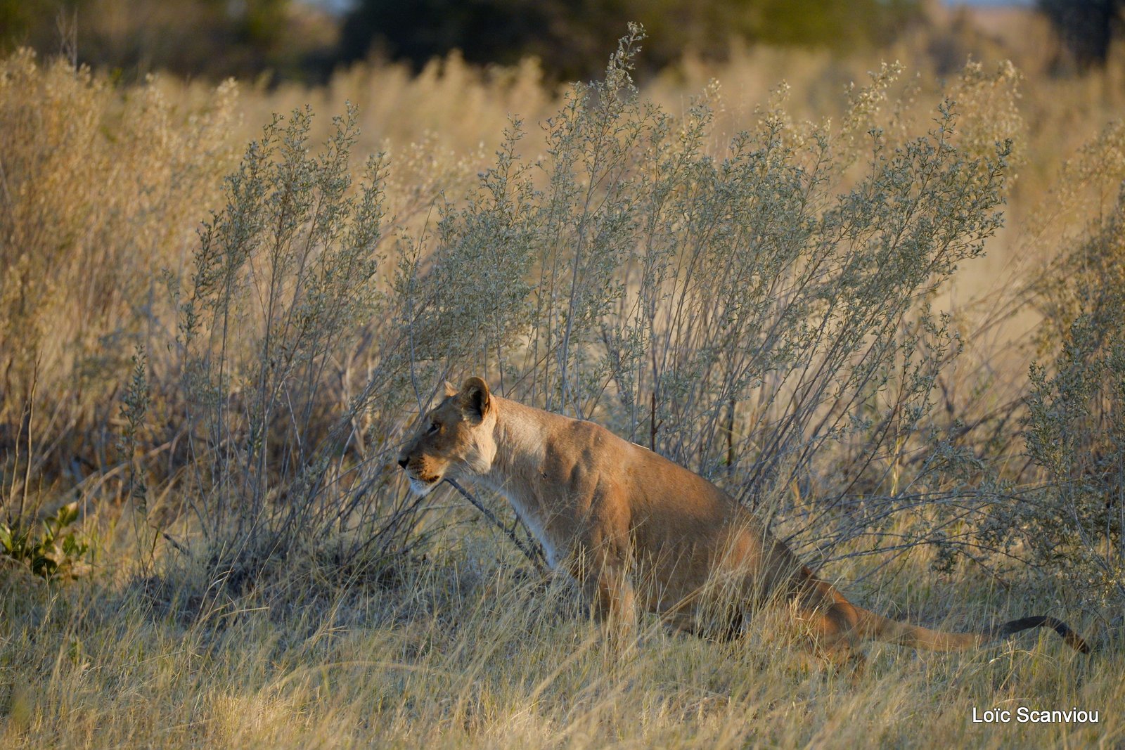 Lionne/Lioness (1)
