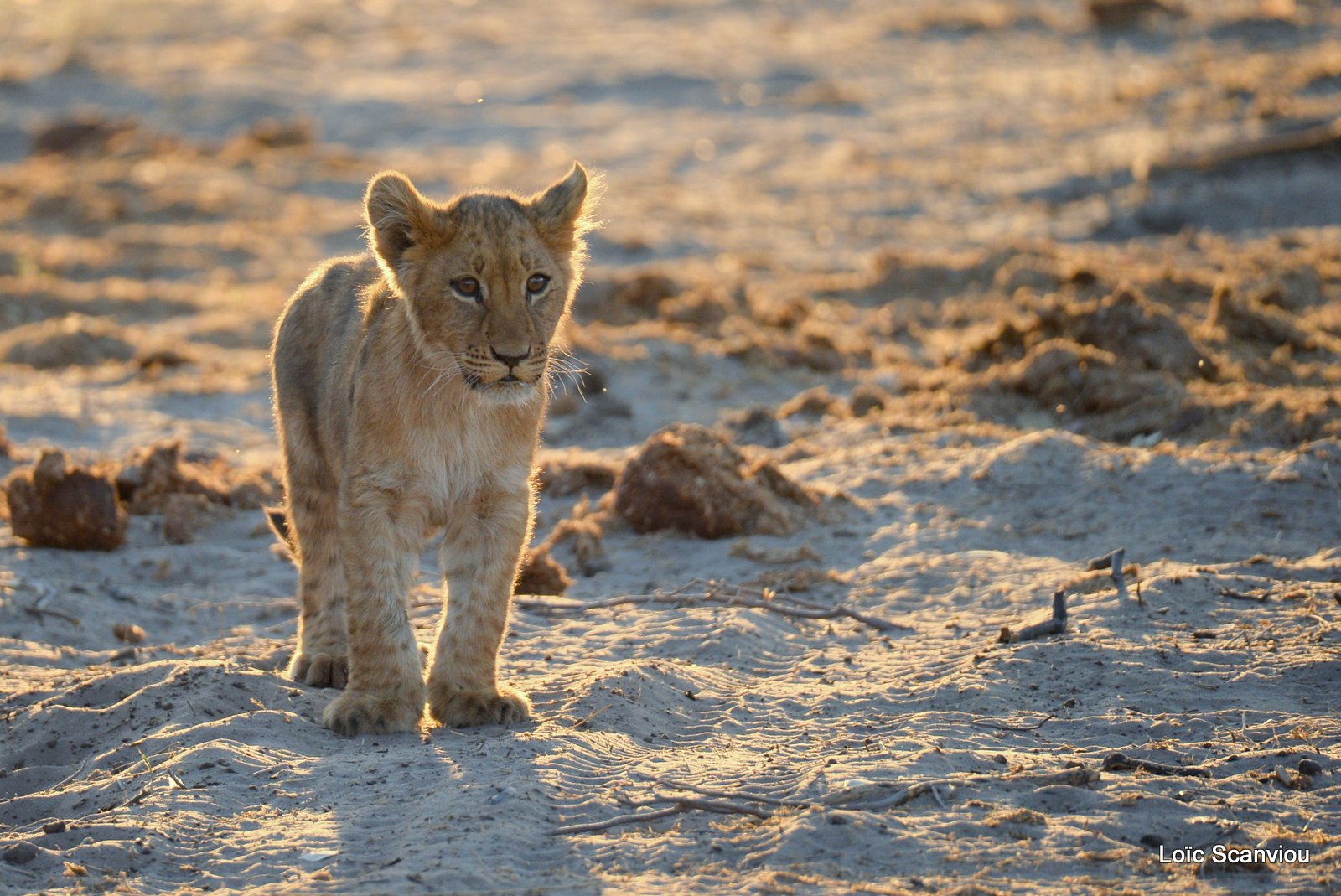 Lionceau/Lion cub (7)