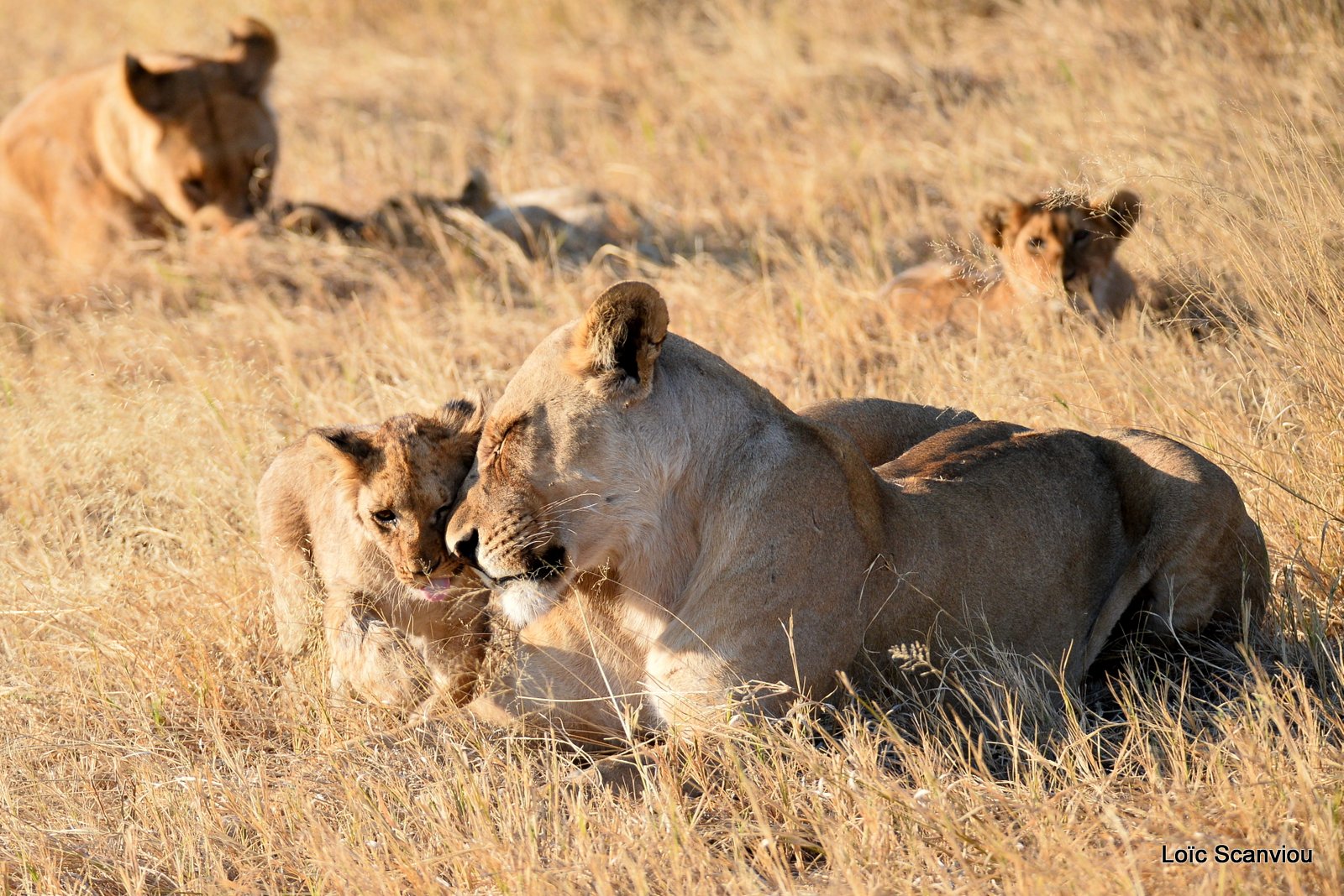 Lionne et lionceaux/Lioness with cubs (1)