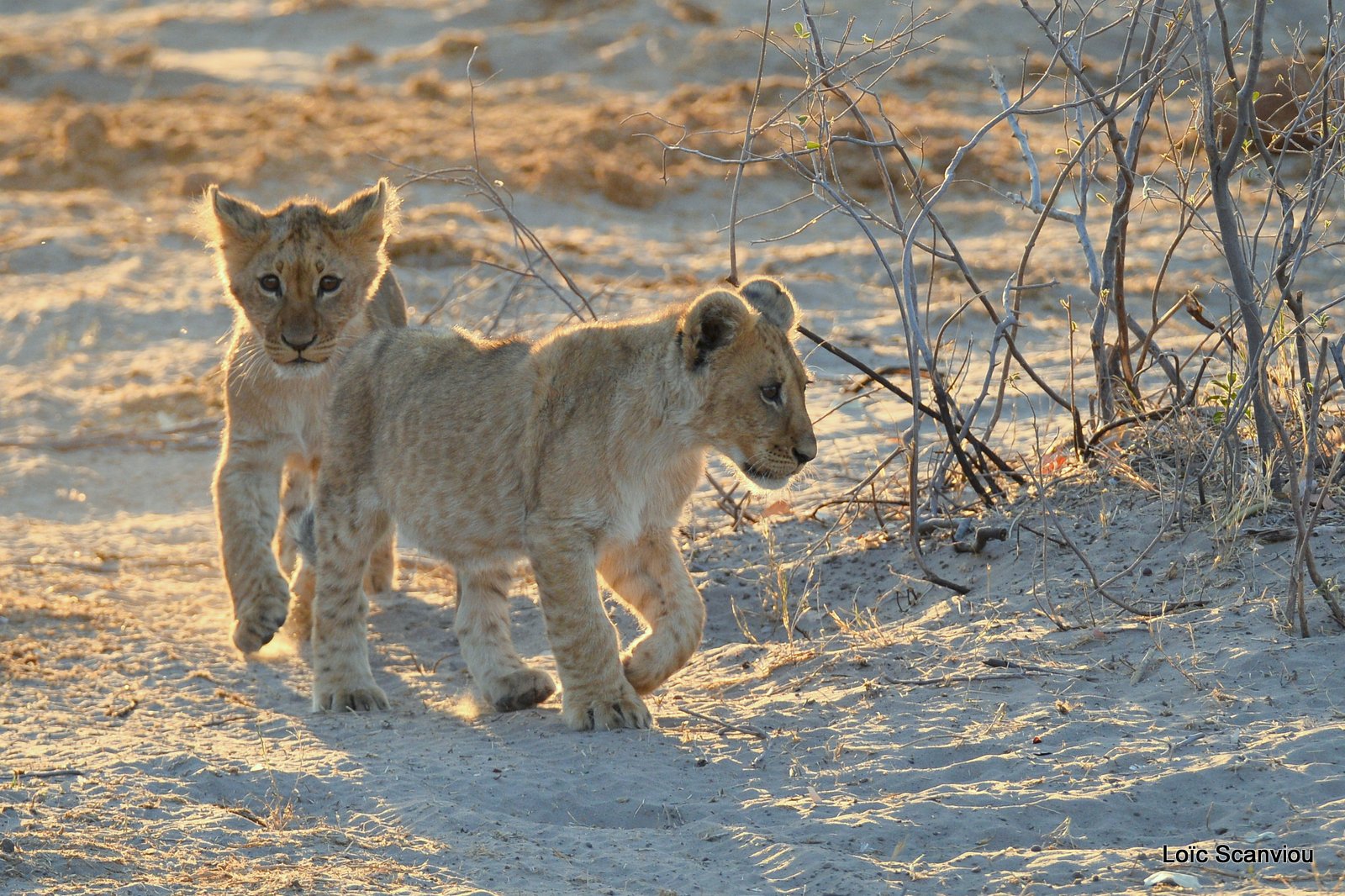 Lionceau/Lion cub (9)