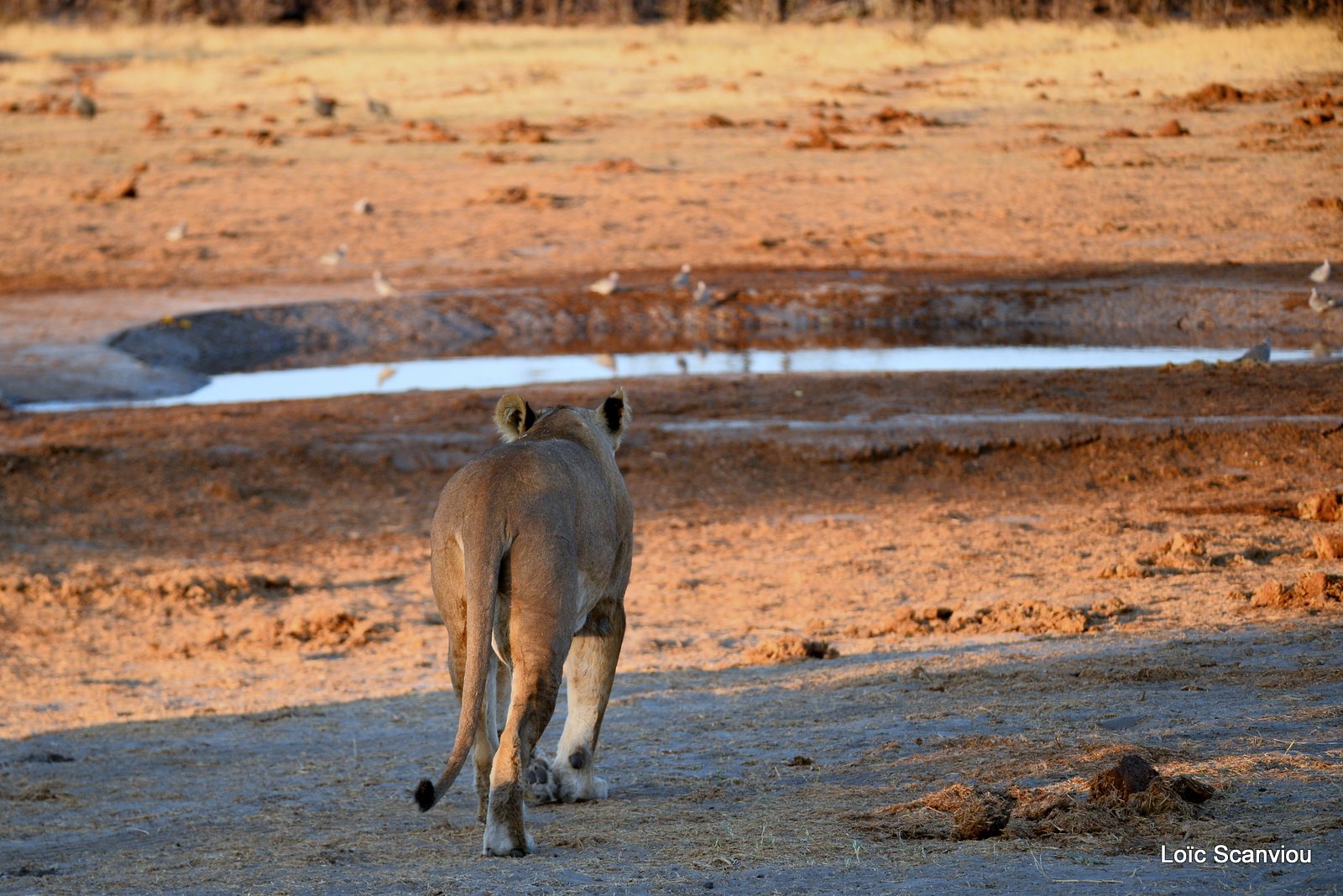 Lions au point d'eau/Lions drinking (8)