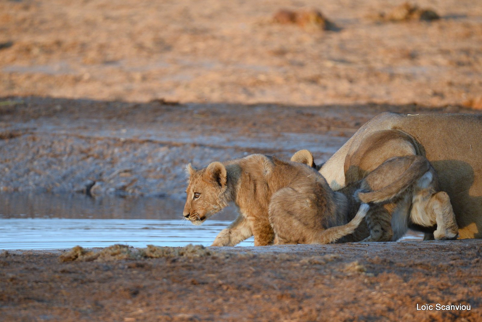 Lions au point d'eau/Lions drinking (10)