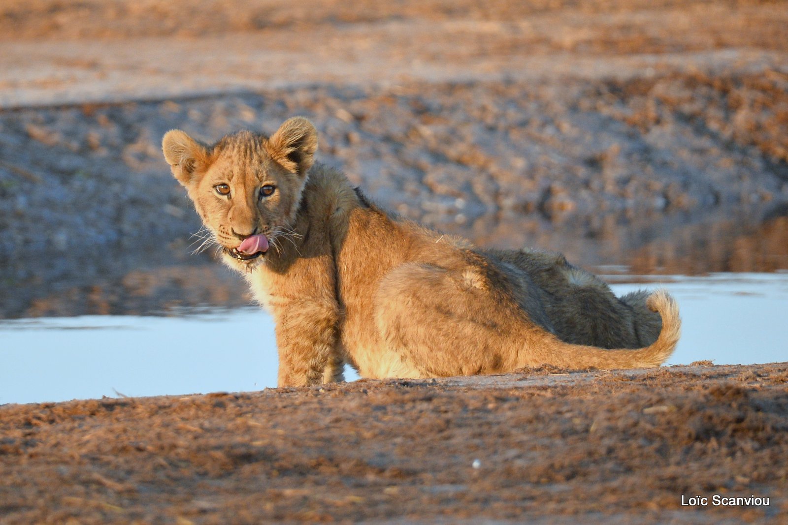 Lionceau/Lion cub 