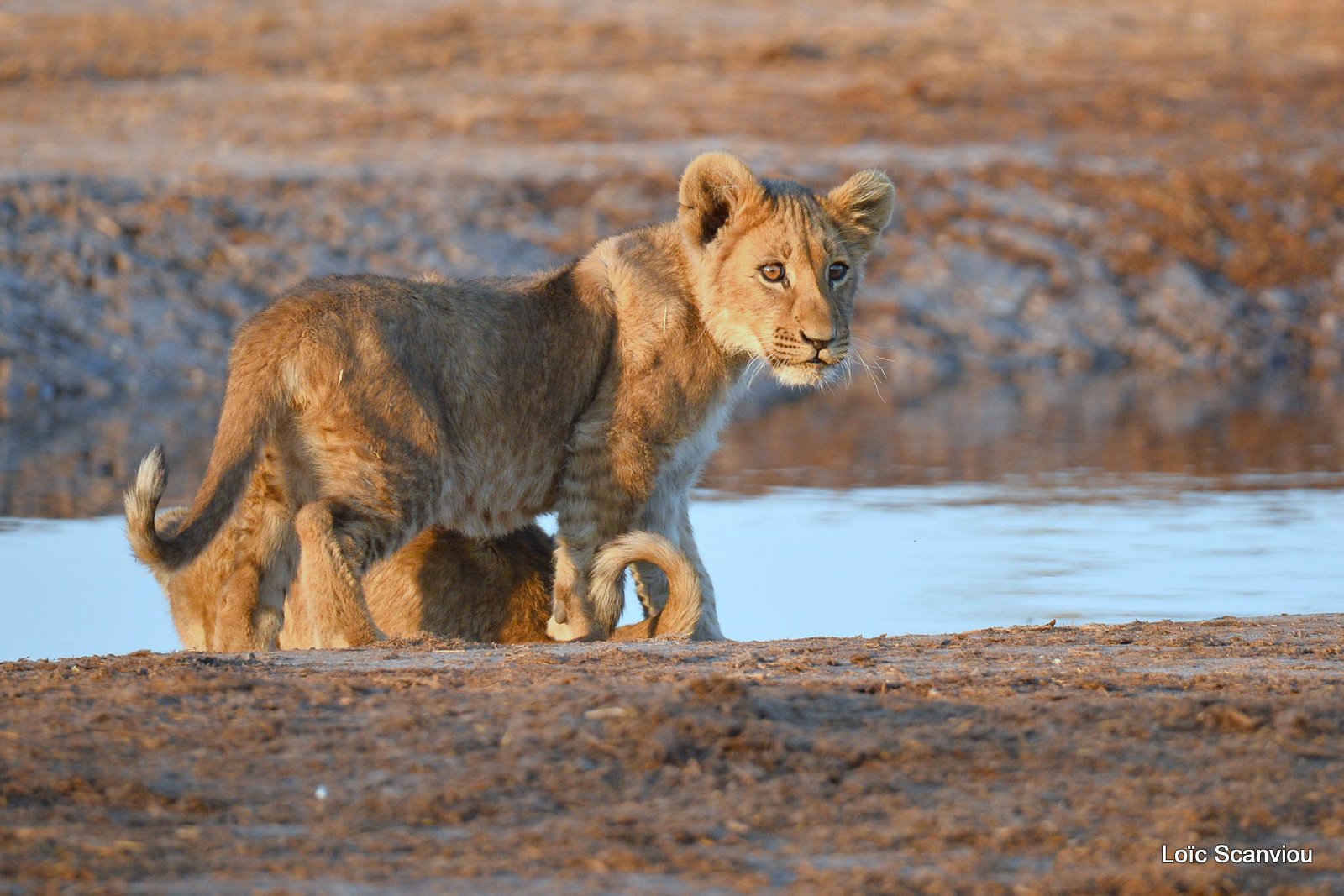 Lionceau/Lion cub (10)