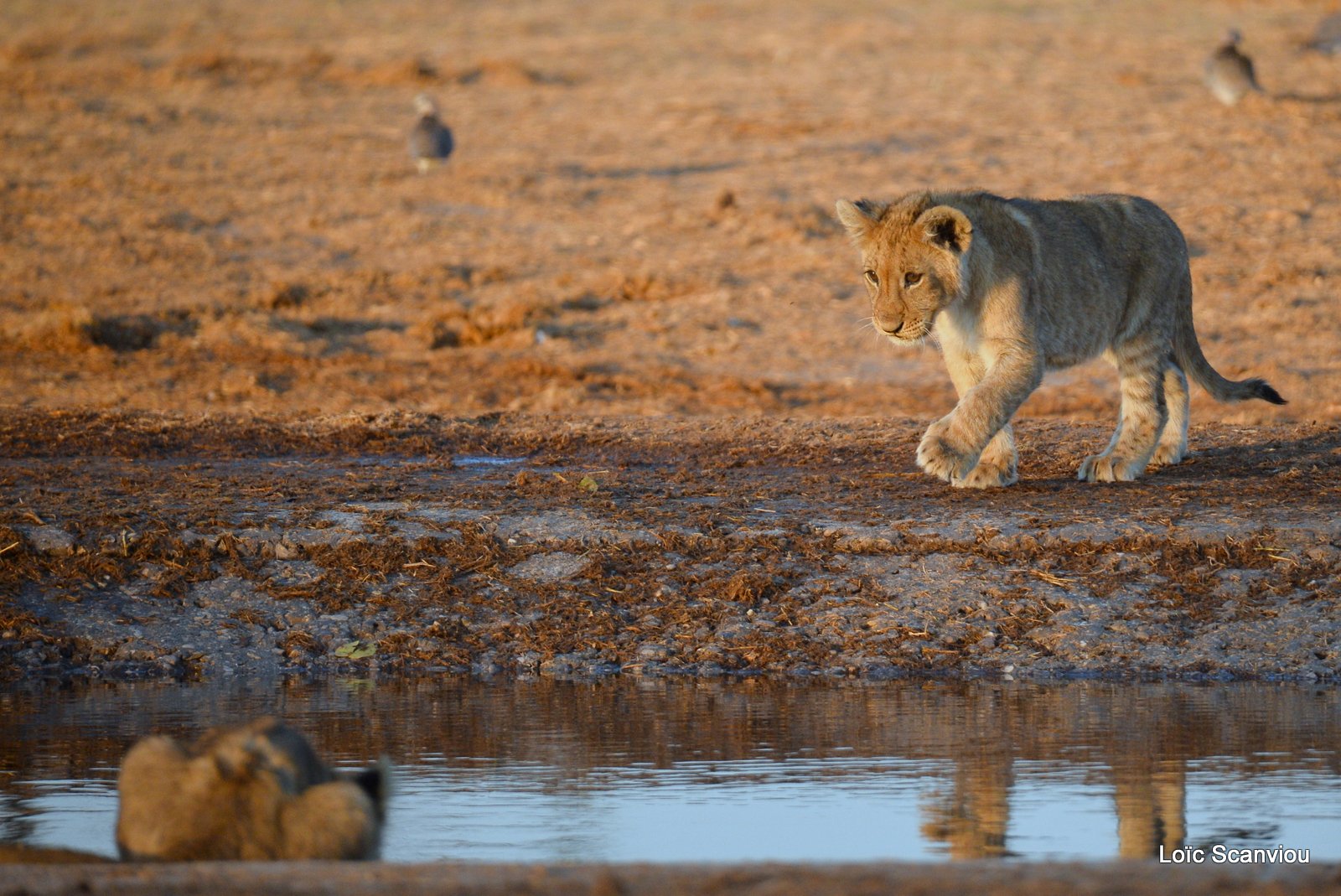 Lionceau/Lion cub (11)