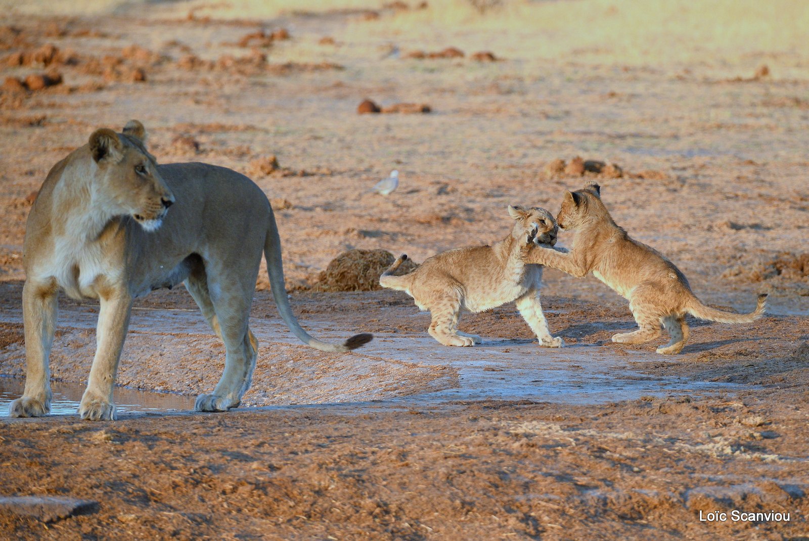 Lionceau/Lion cub 