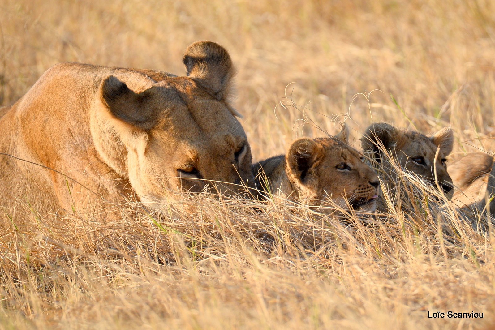 Lionne et lionceaux/Lioness with cubs (2)