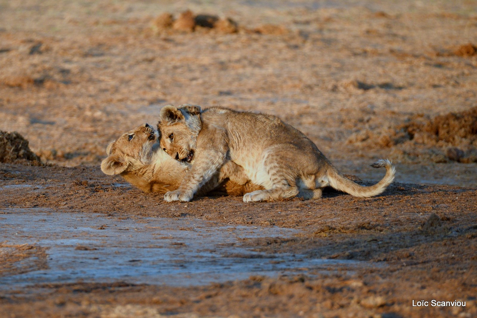 Lionceau/Lion cub (12)