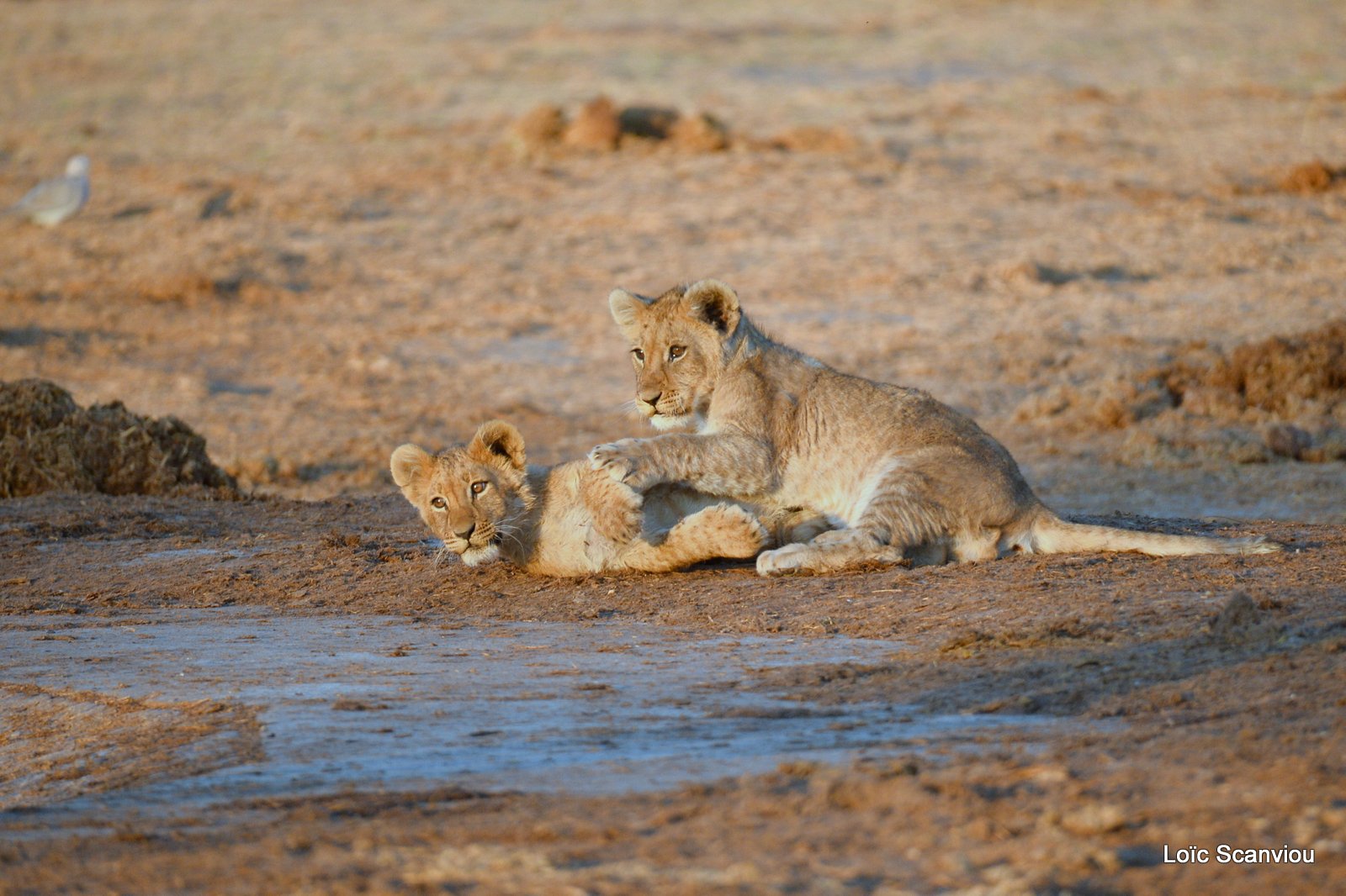 Lionceau/Lion cub (13)