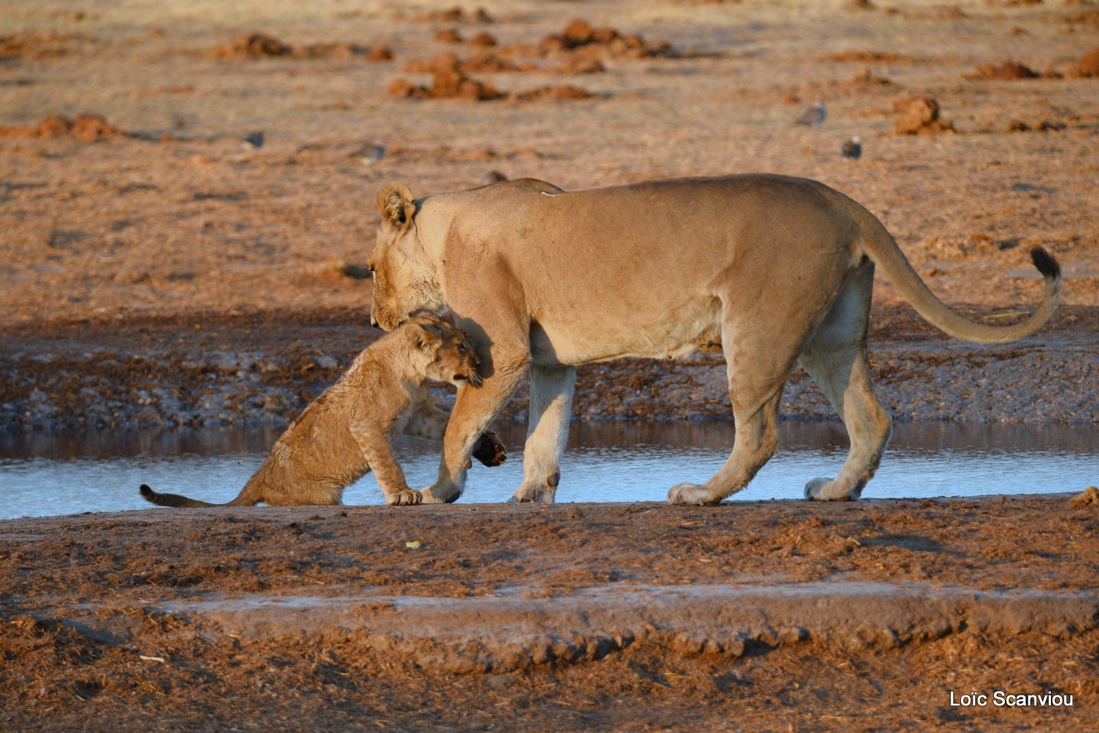 Lionne et lionceaux/Lioness with cubs (10)