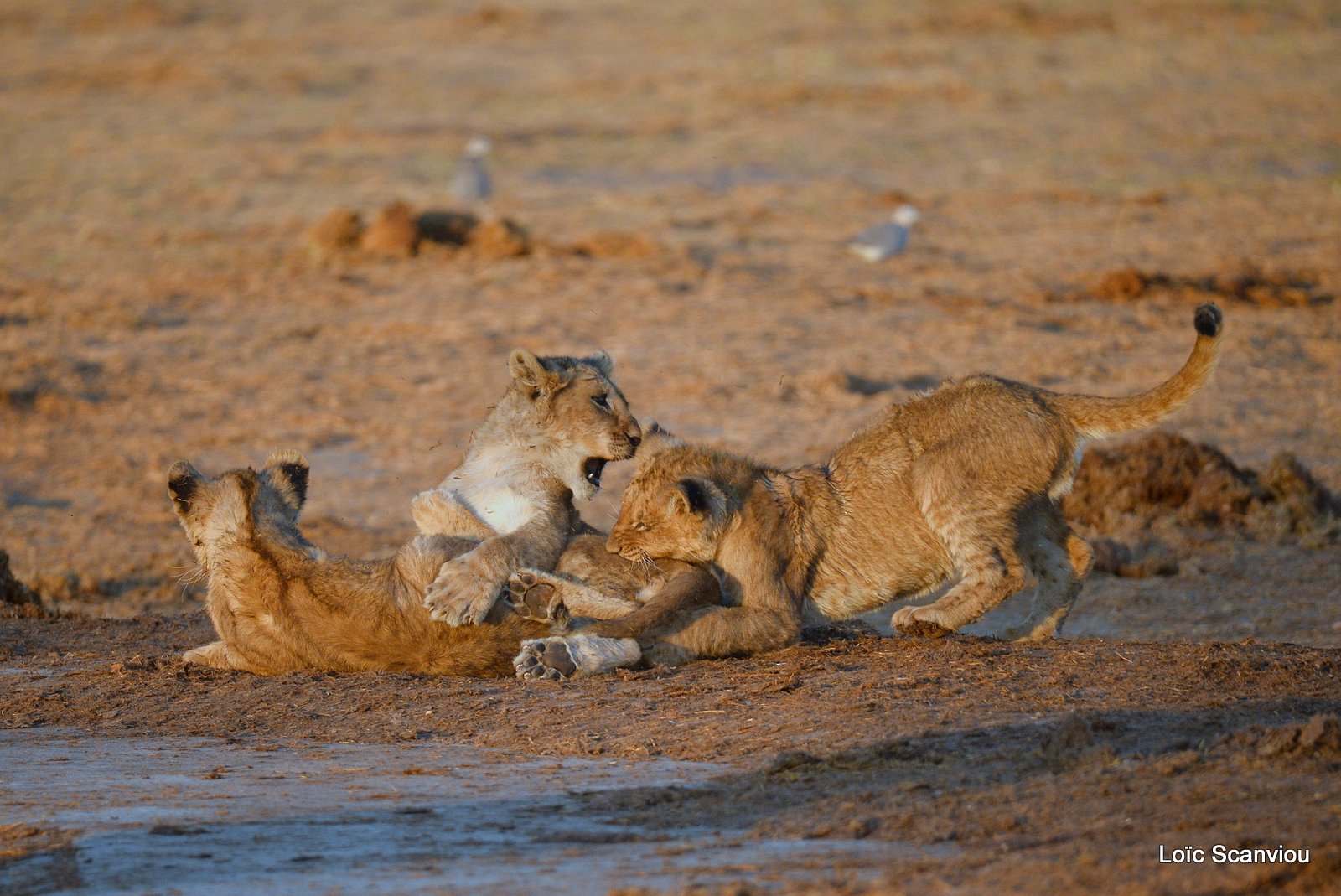 Lionceau/Lion cub 