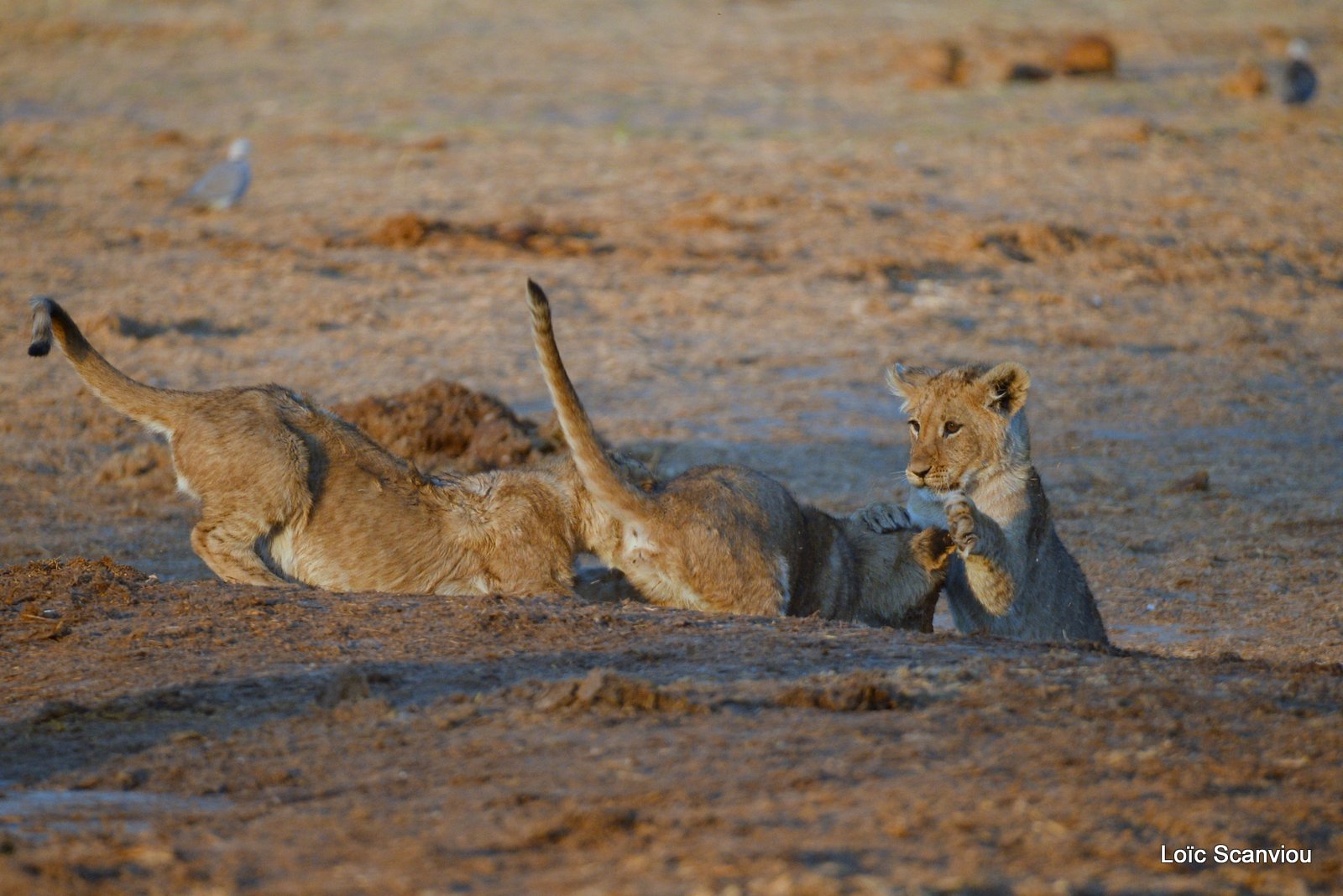 Lionceau/Lion cub (14)