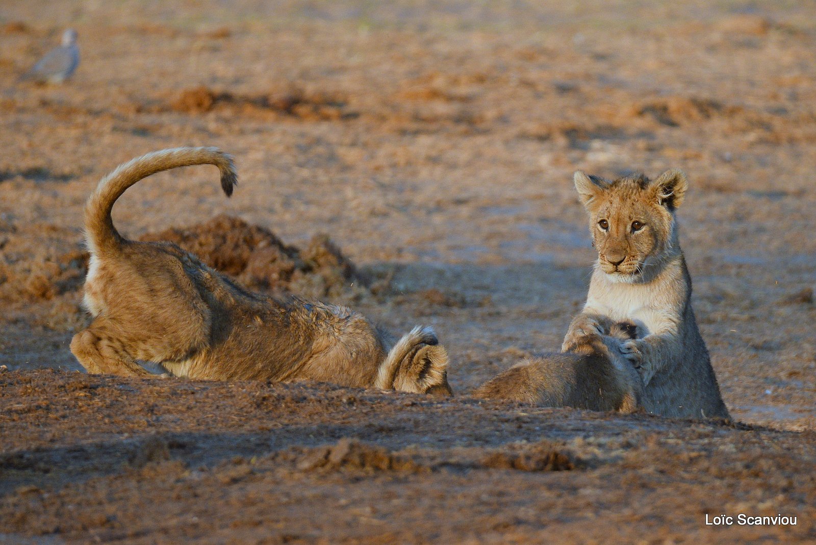 Lionceau/Lion cub (15)