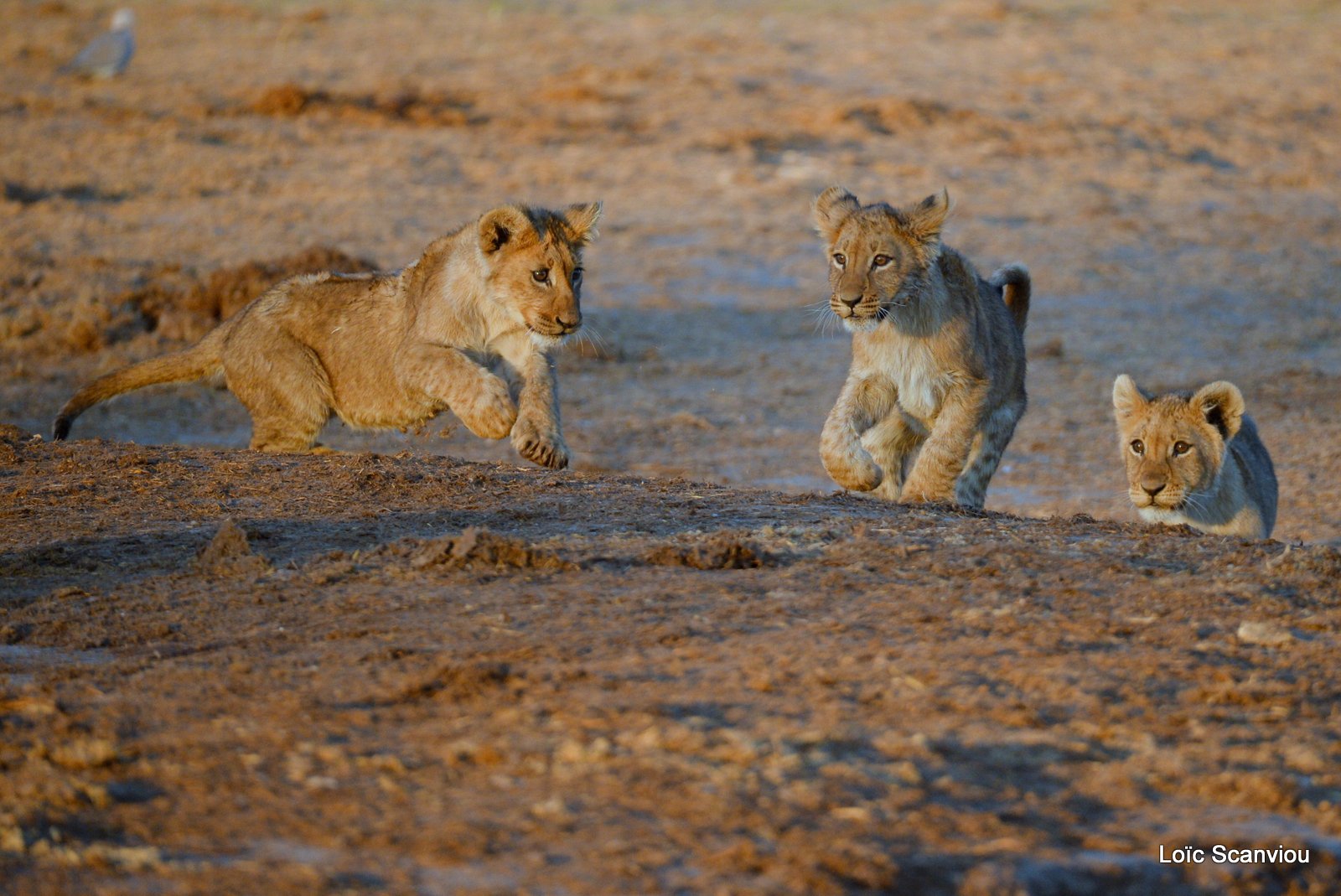 Lionceau/Lion cub (16)