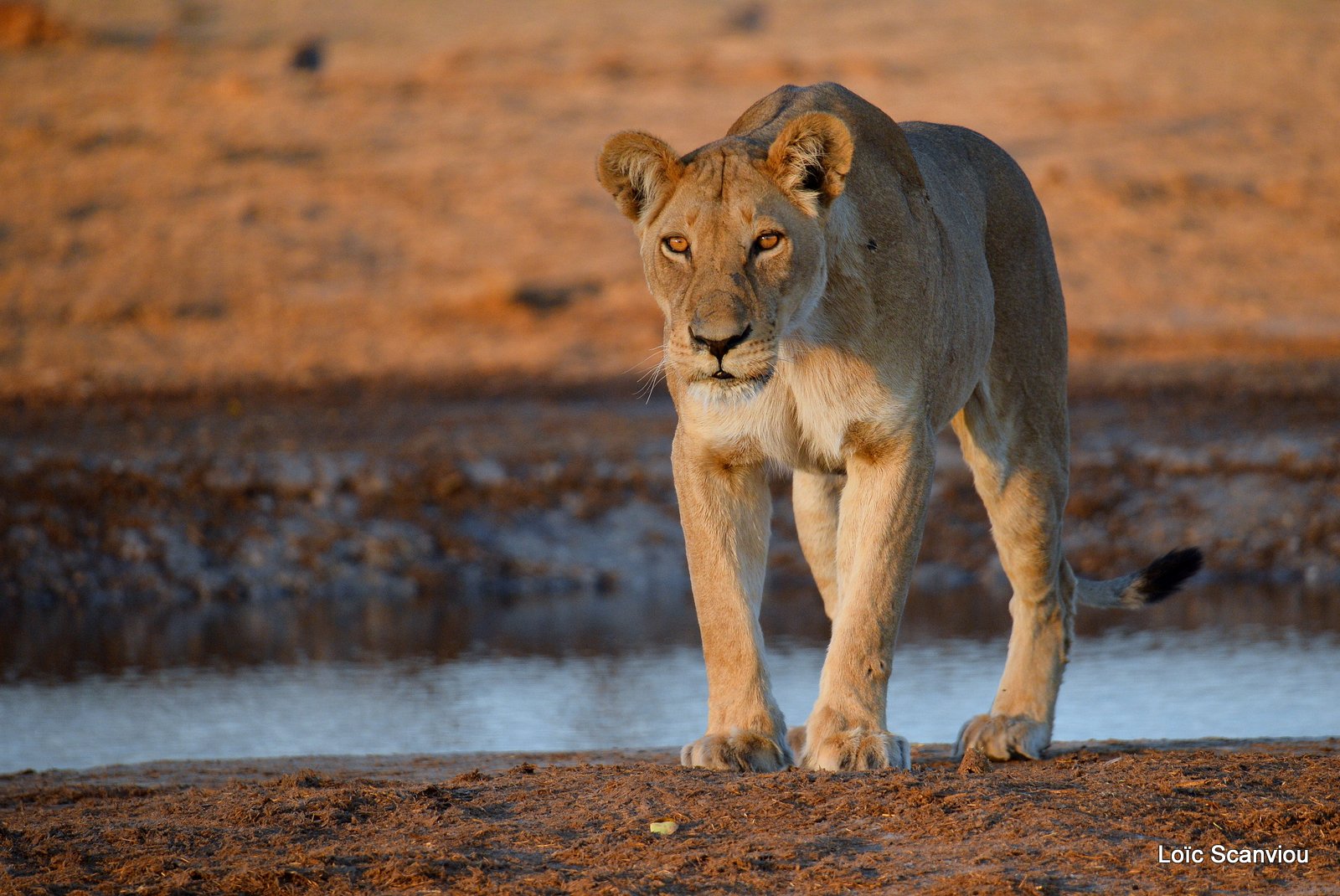 Lions au point d'eau/Lions drinking (13)
