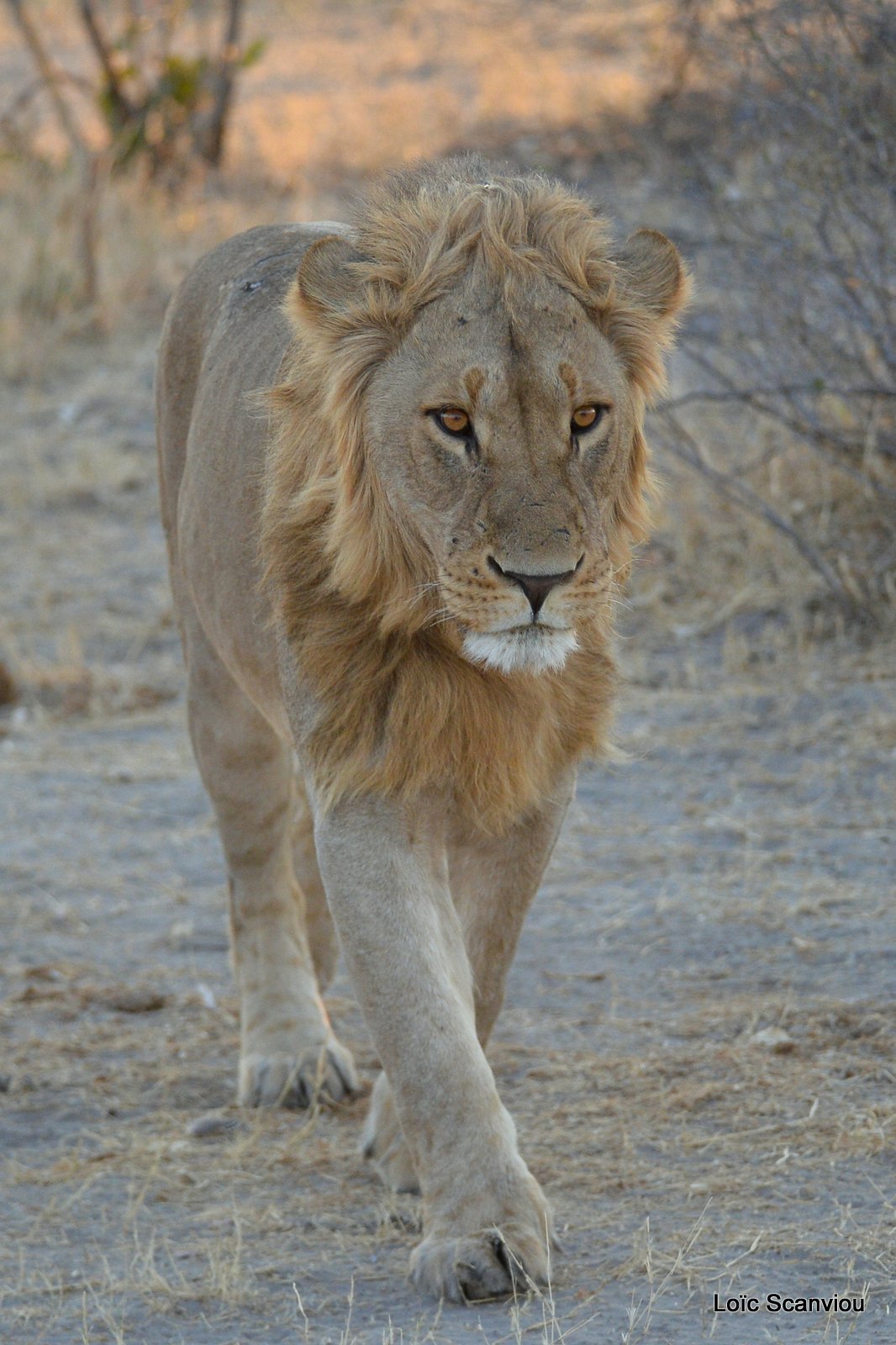 Lion mâle/Male Lion (8)