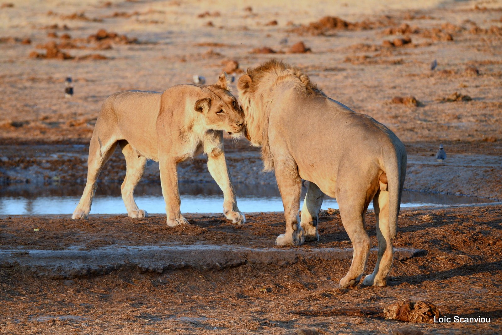 Lions au point d'eau/Lions drinking (14)