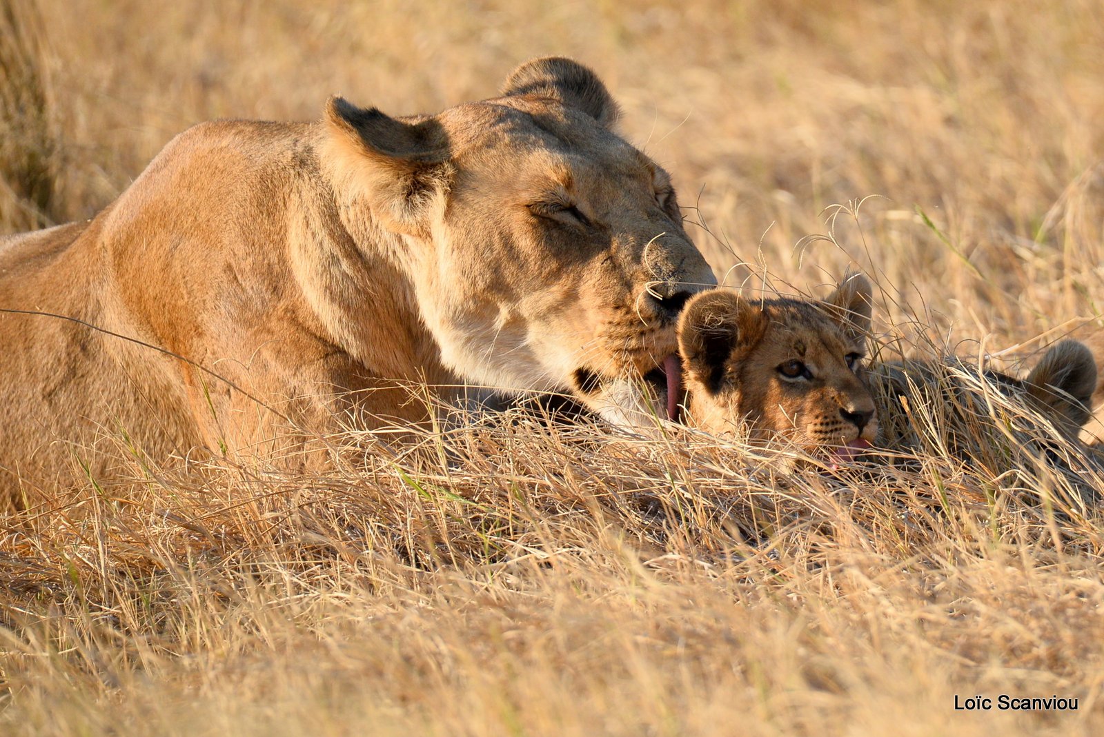 Lionne et lionceaux/Lioness with cubs (3)