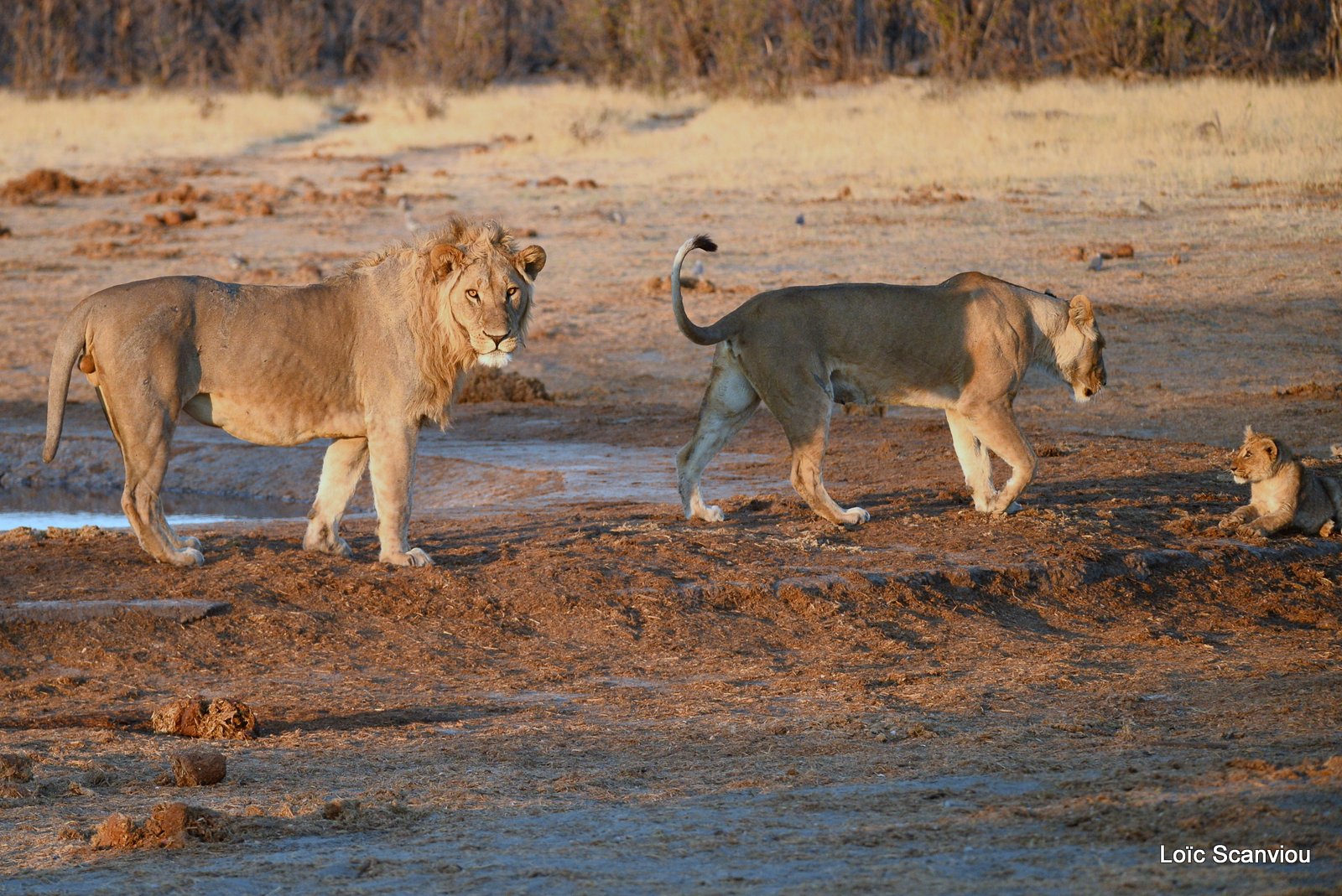 Lions au point d'eau/Lions drinking (15)