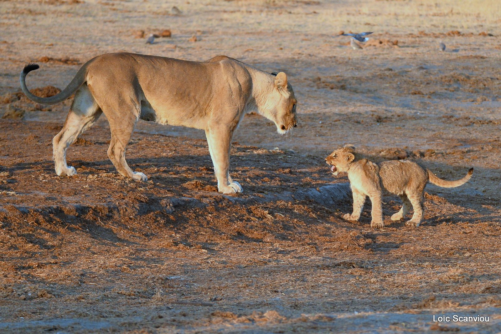 Lionne et lionceaux/Lioness with cubs (11)