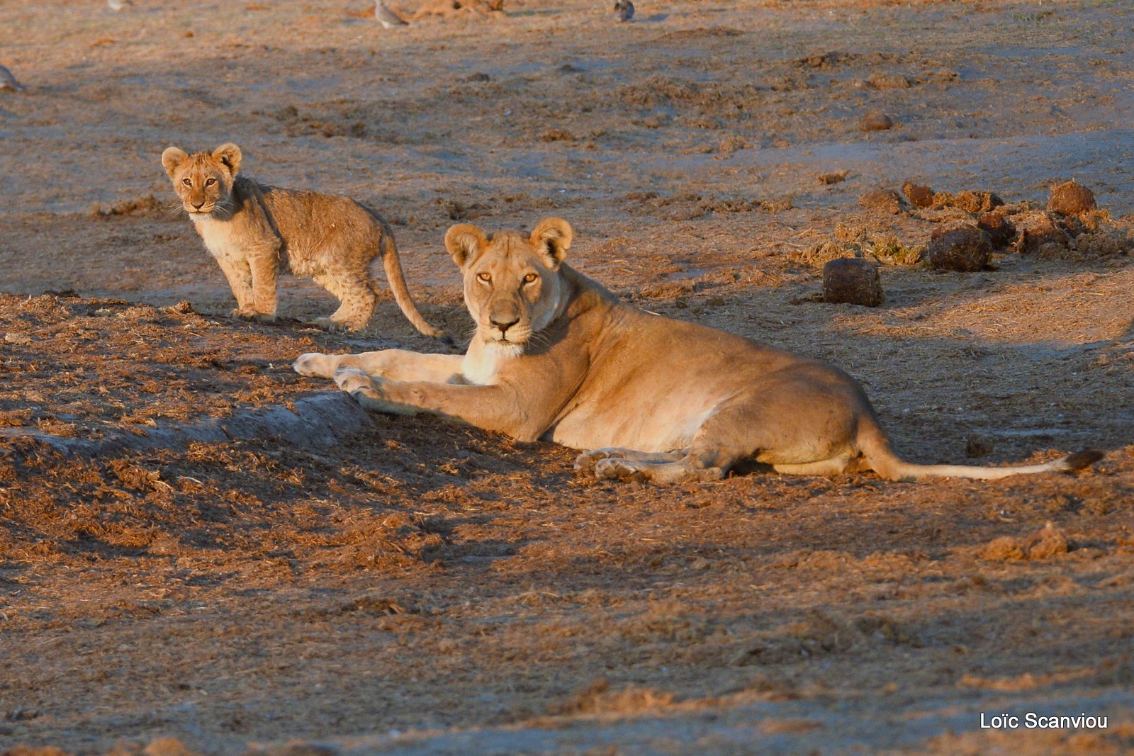 Lionne et lionceaux/Lioness with cubs (12)