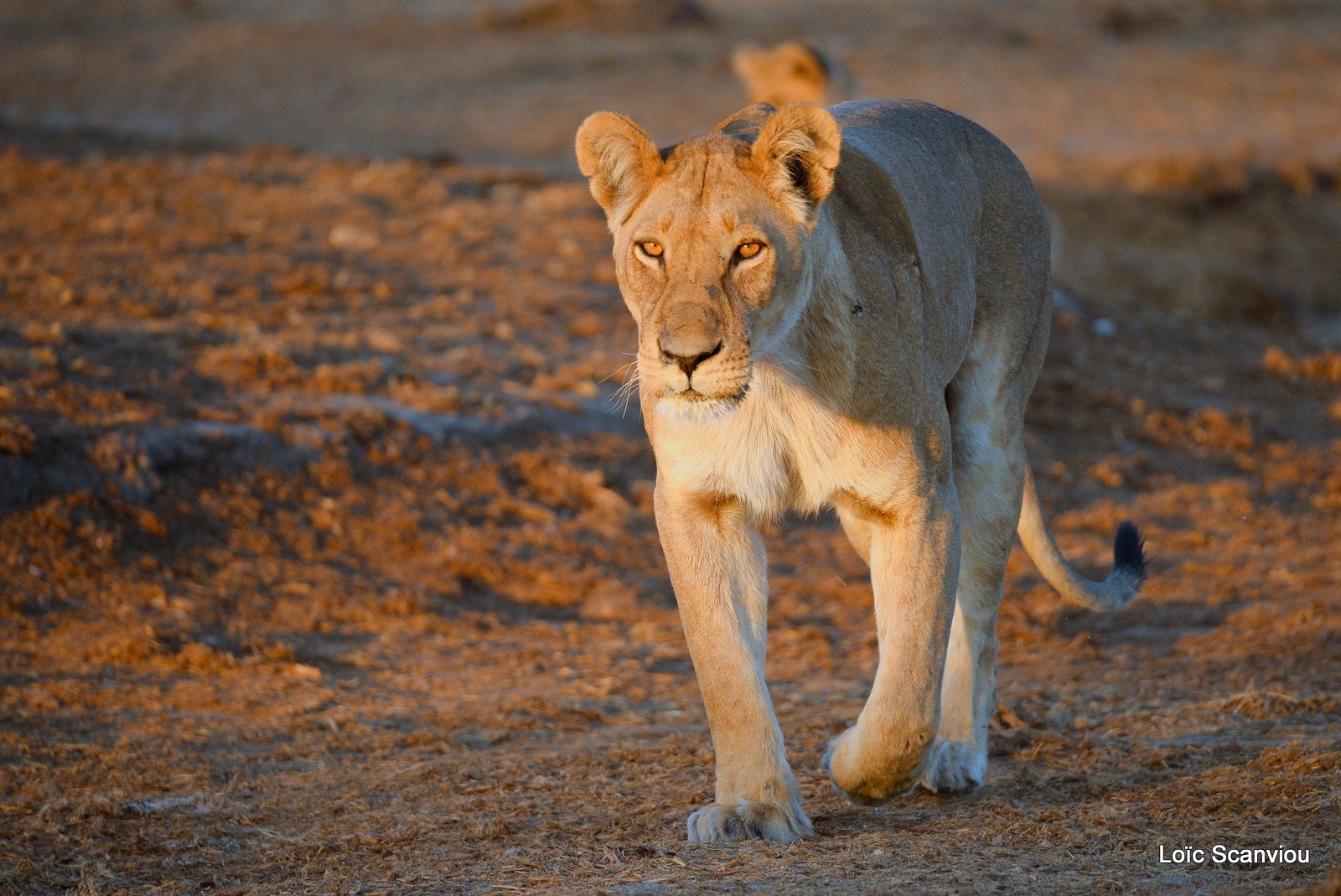 Lionne/Lioness (4)