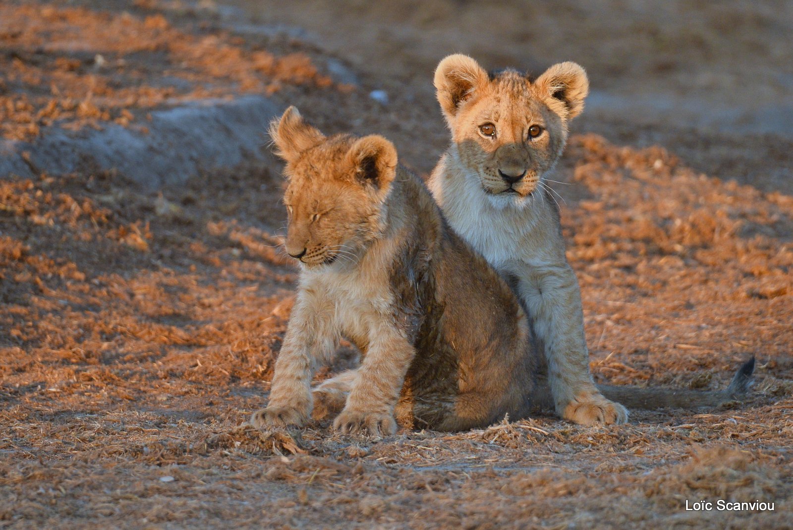 Lionceau/Lion cub (17)