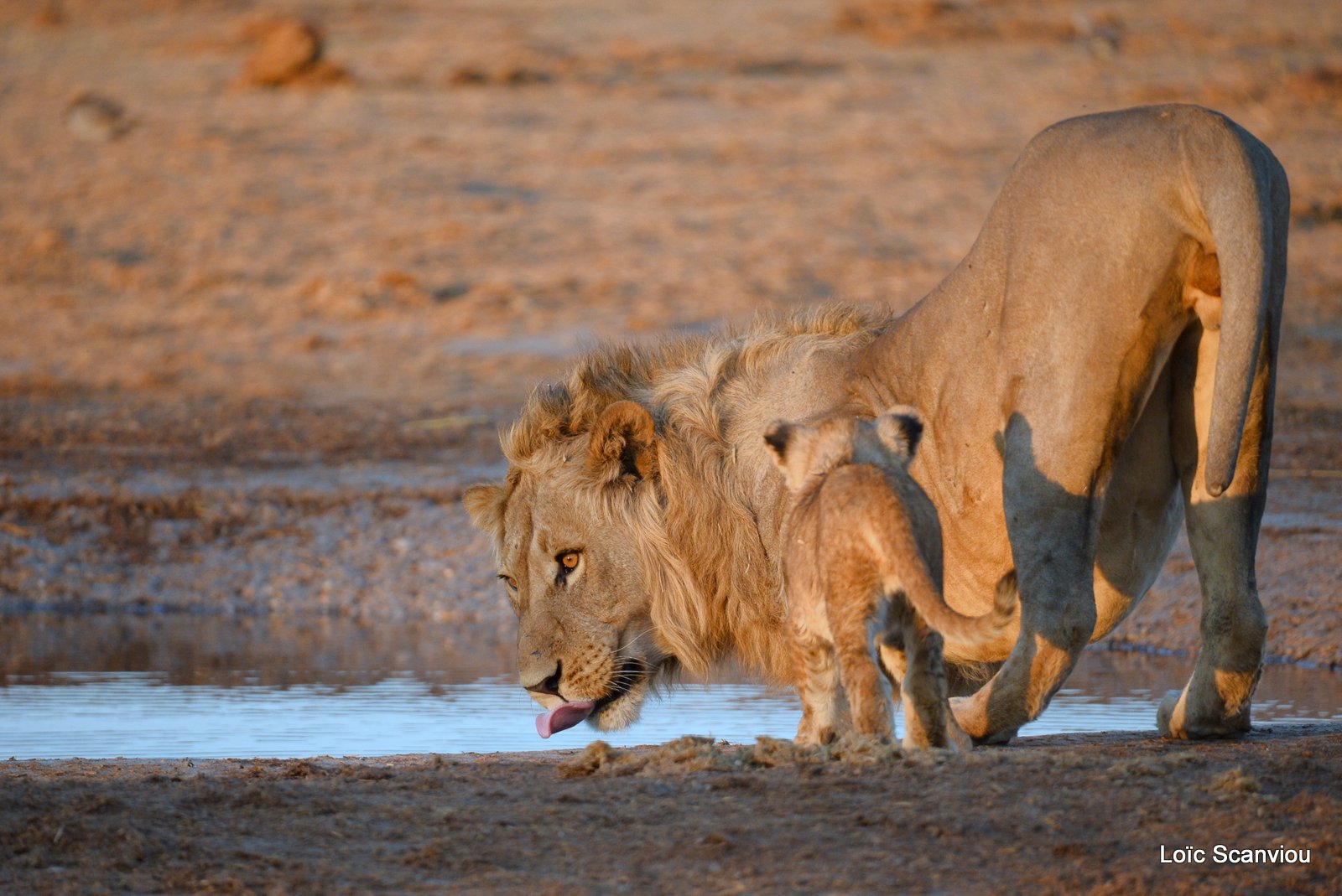 Lion mâle et lionceau/Male Lion with cub (6)