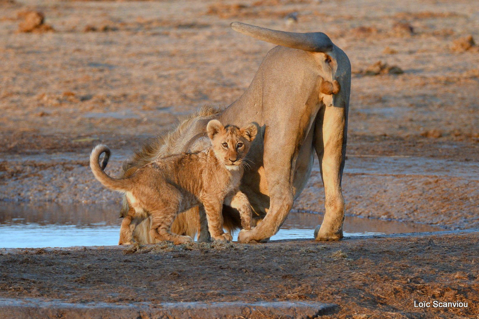 Lion mâle et lionceau/Male Lion with cub (7)
