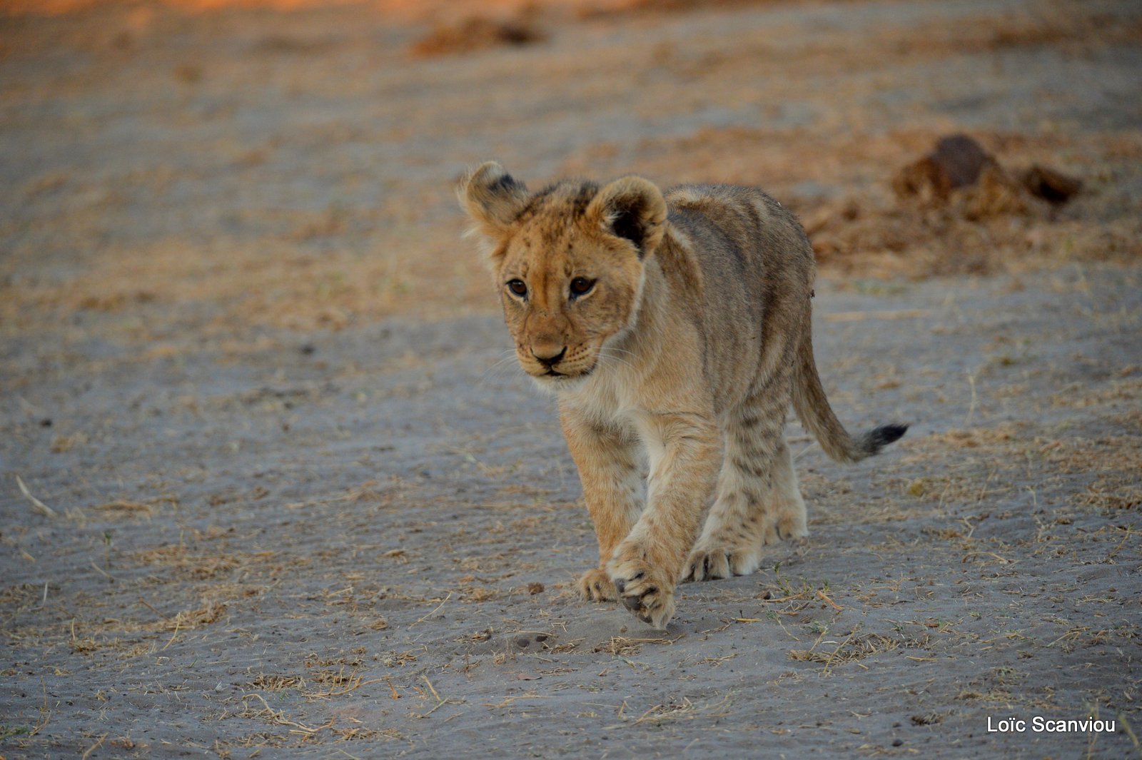 Lionceau/Lion cub (18)