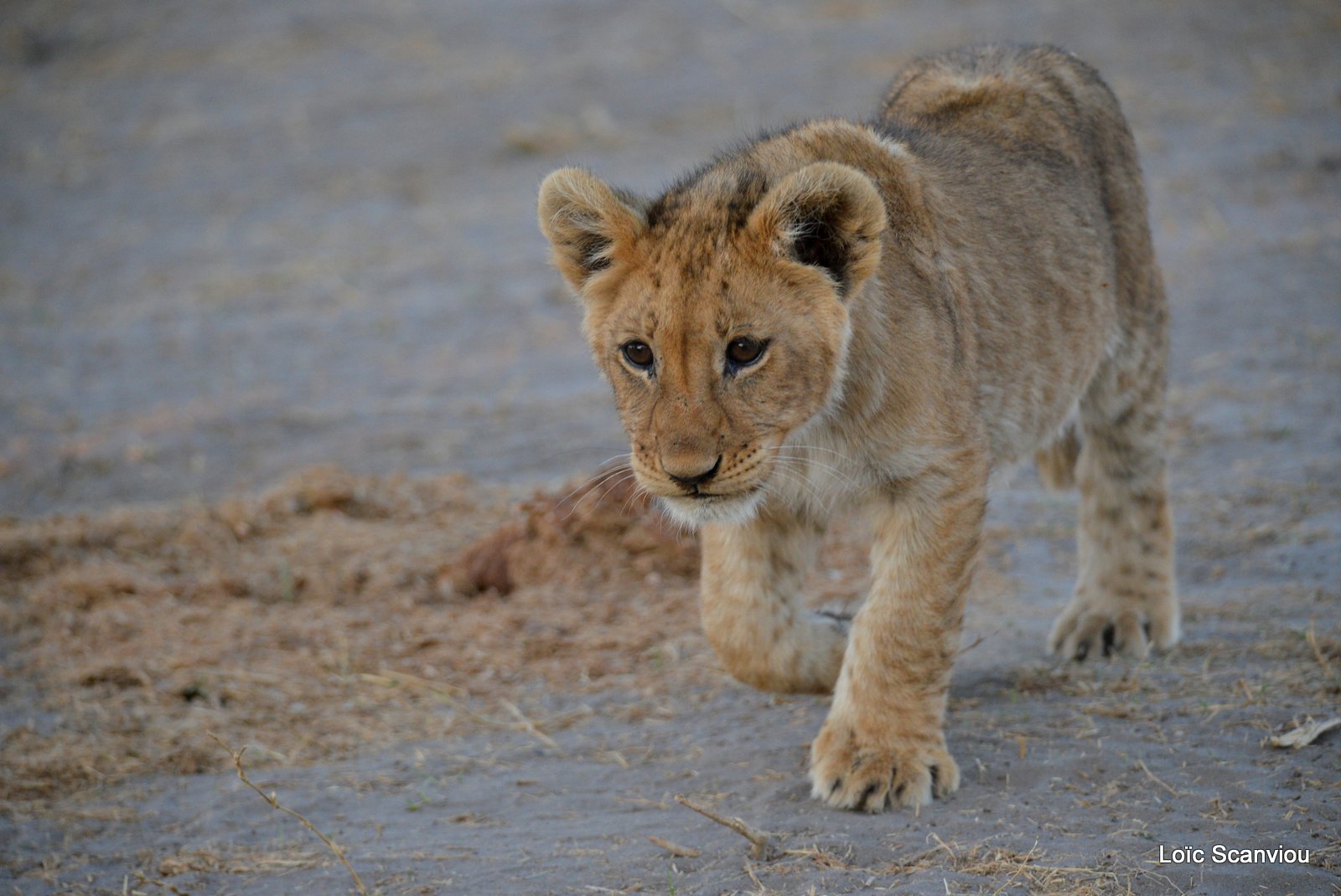 Lionceau/Lion cub (19)