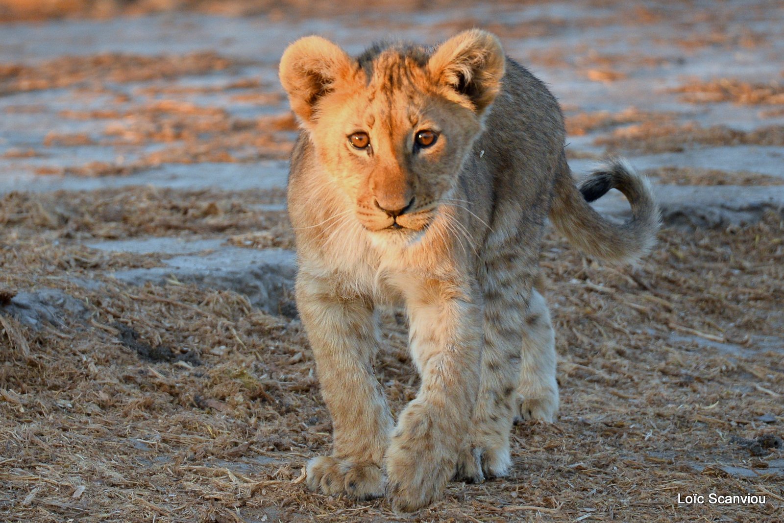 Lionceau/Lion cub (20)