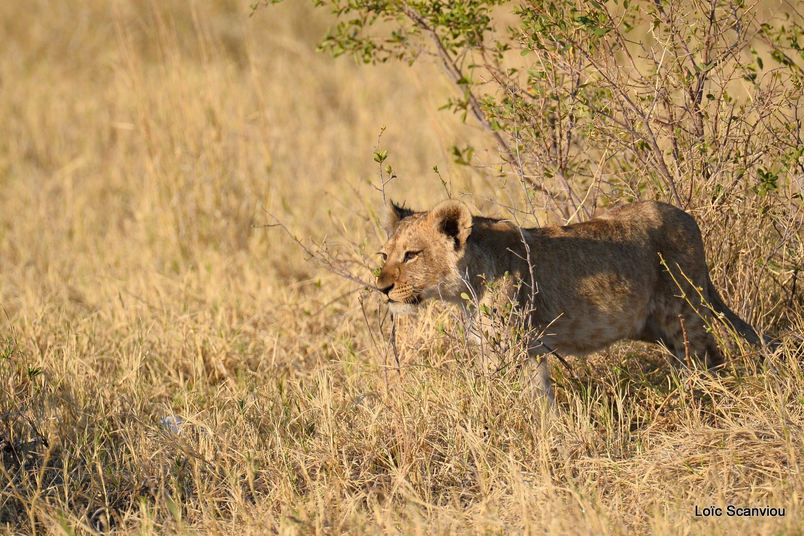 Lionceau/Lion cub (1)