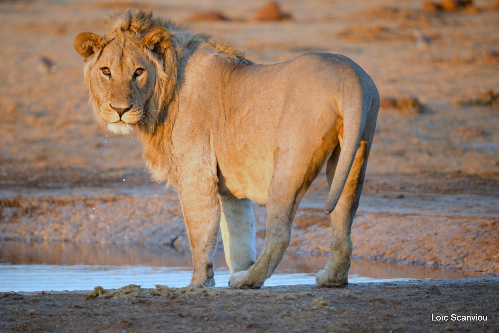 Lion mâle/Male Lion (9)