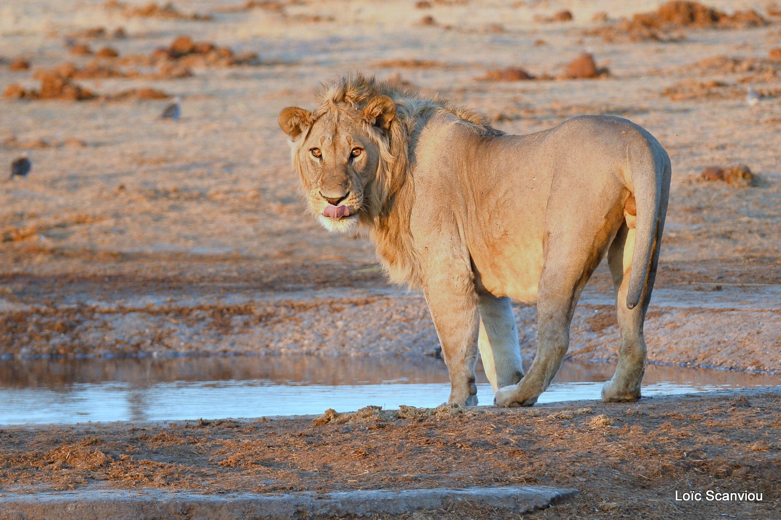 Lion mâle/Male Lion (10)
