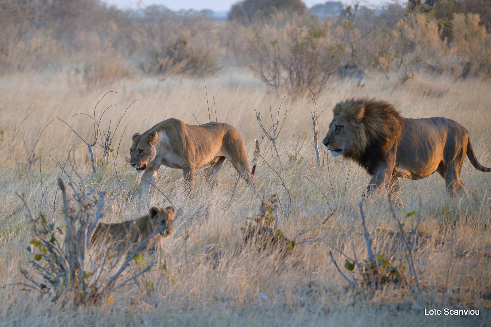 Lion et lionne/Lion and lioness (3)