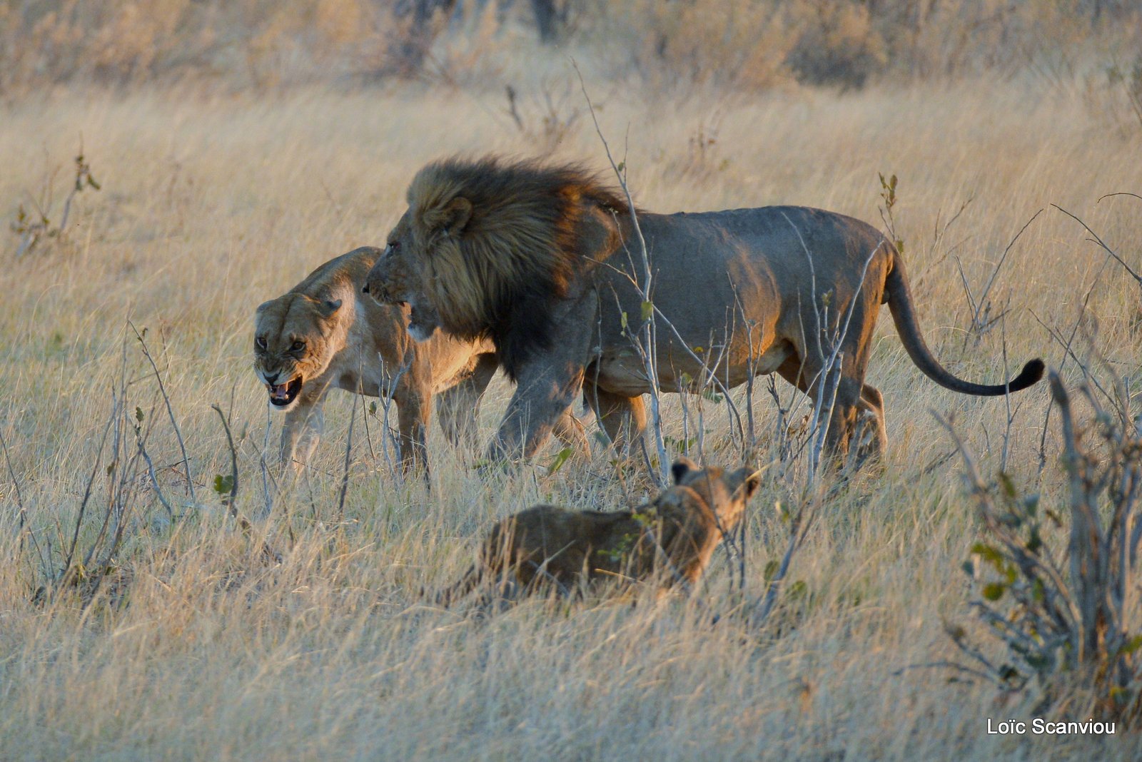 Lion et lionne/Lion and lioness (4)