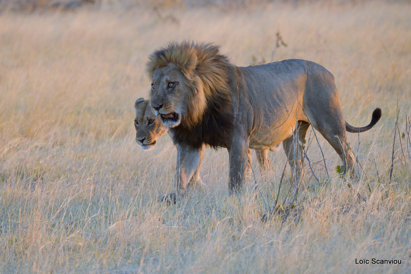 Lion et lionne/Lion and lioness (5)