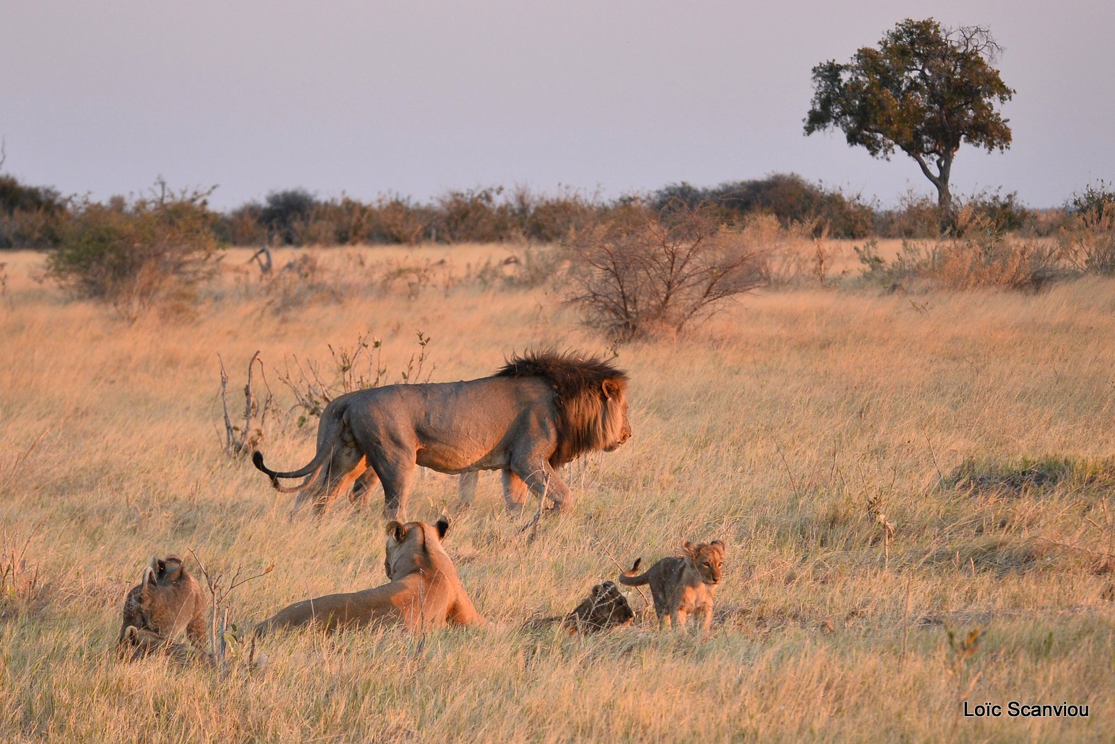Lion et lionne/Lion and lioness (6)