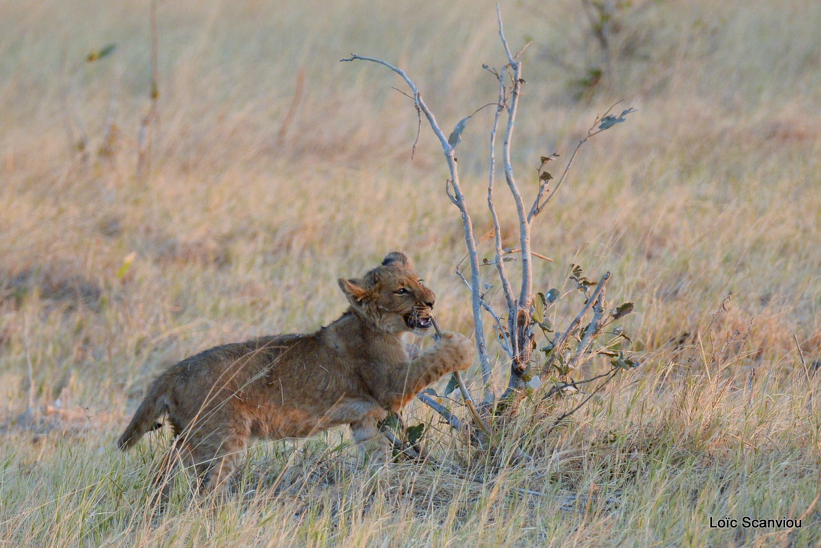 Lionceau/Lion cub (21)