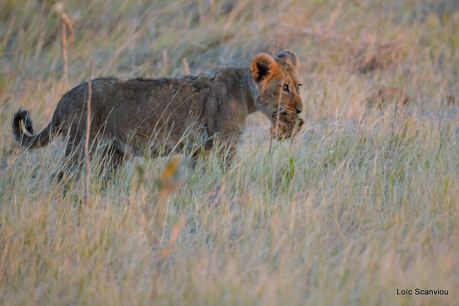 Lionceau/Lion cub (22)