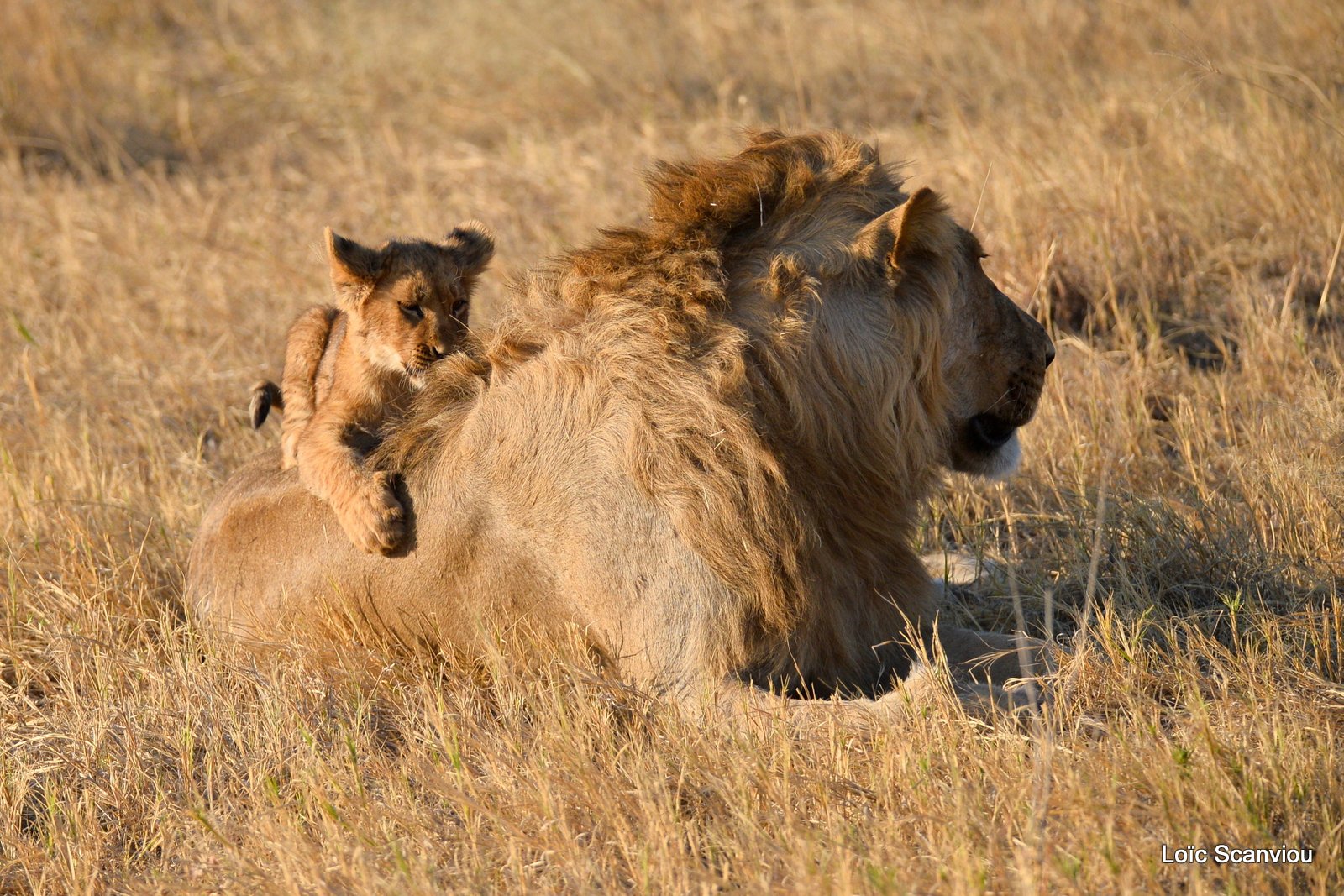 Lion mâle et lionceau/Male Lion with cub (1)