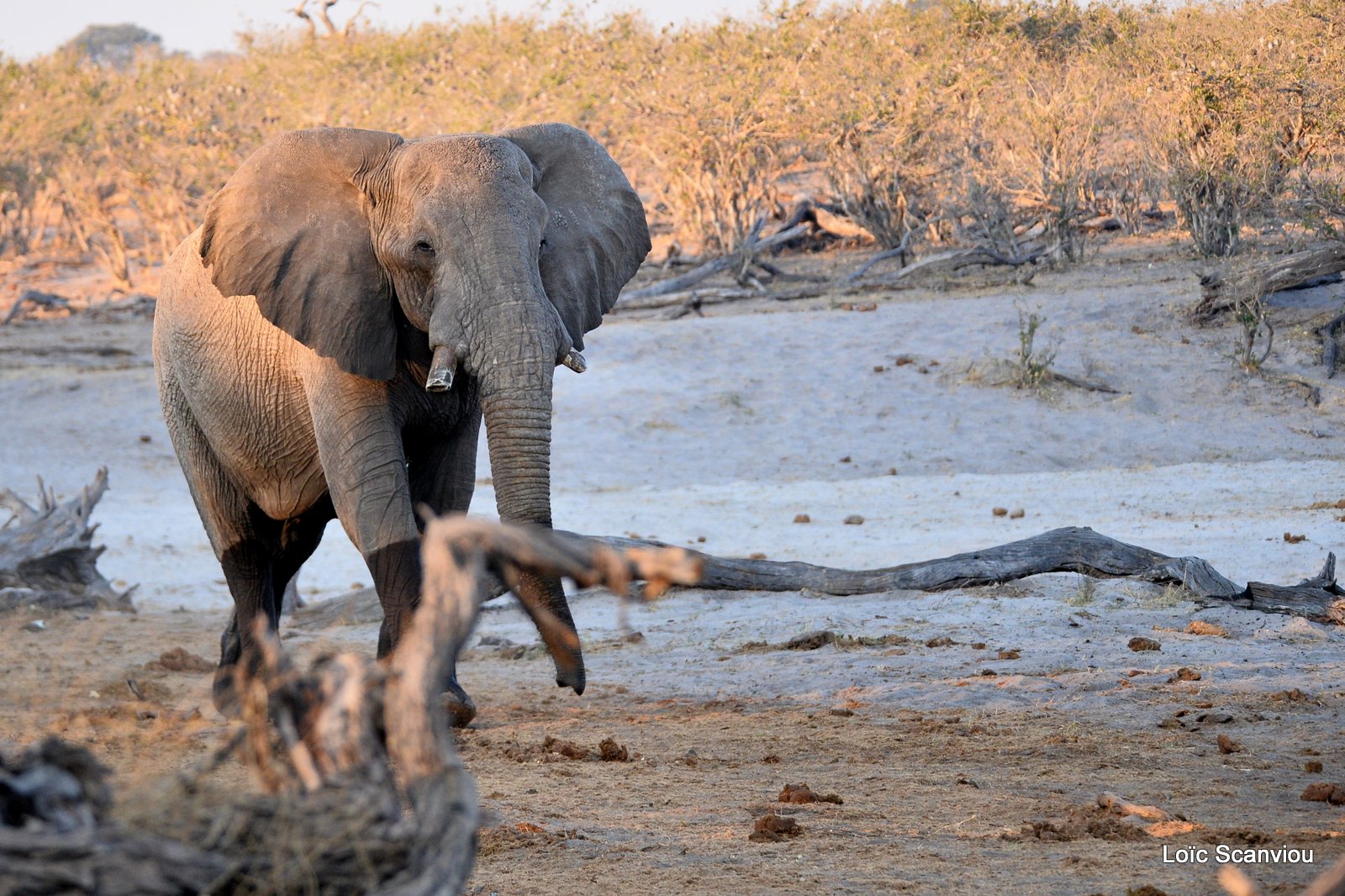 Eléphant d'Afrique/African Elephant (45)