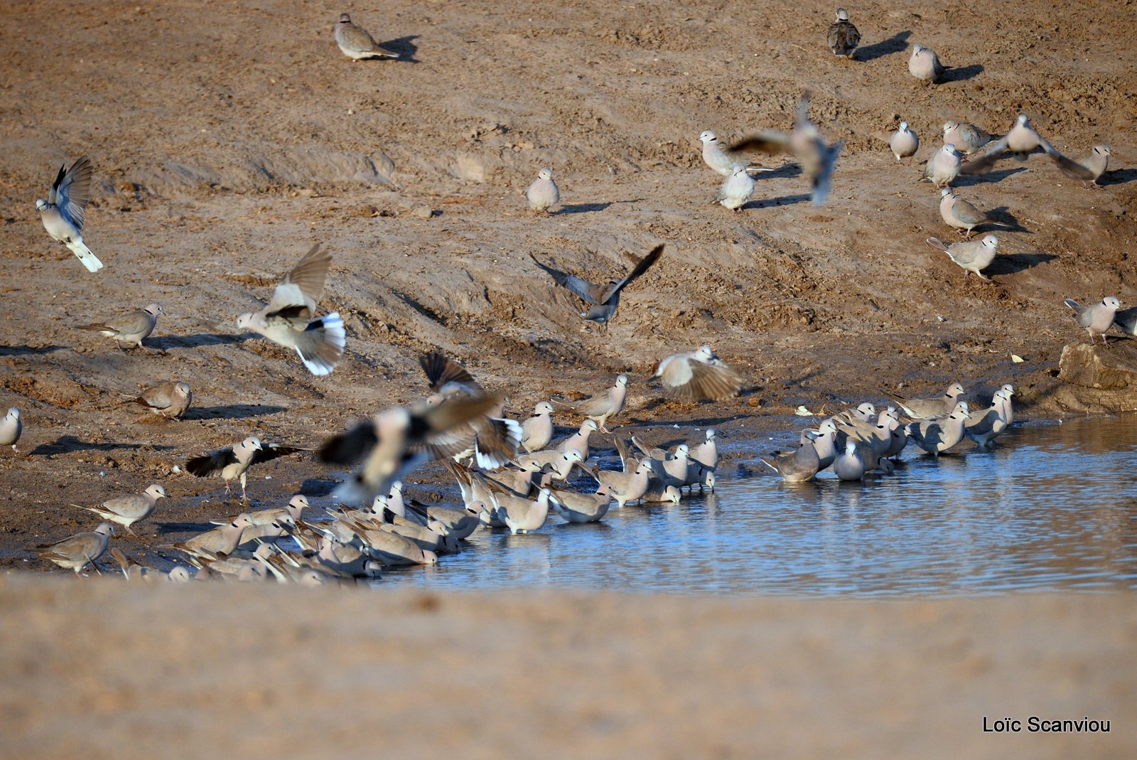 Tourterelle du Cap/Cape Turtle Dove (1)