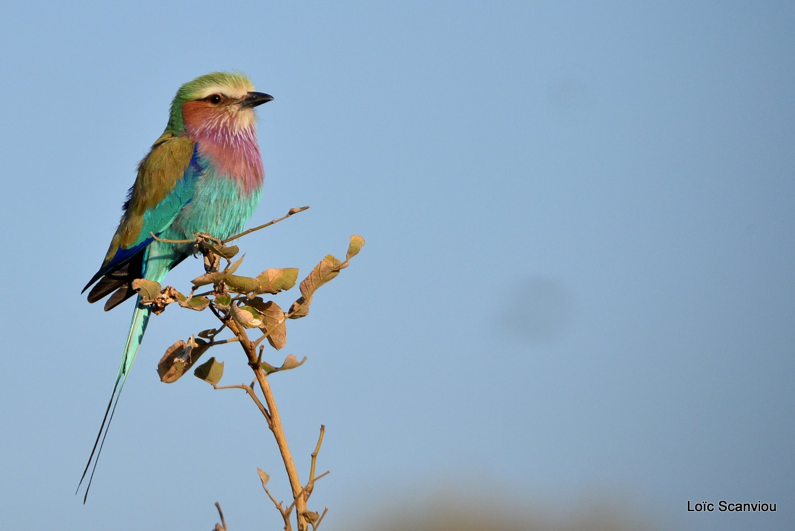 Rollier à longs brins/Lilac-Breasted Roller (2)
