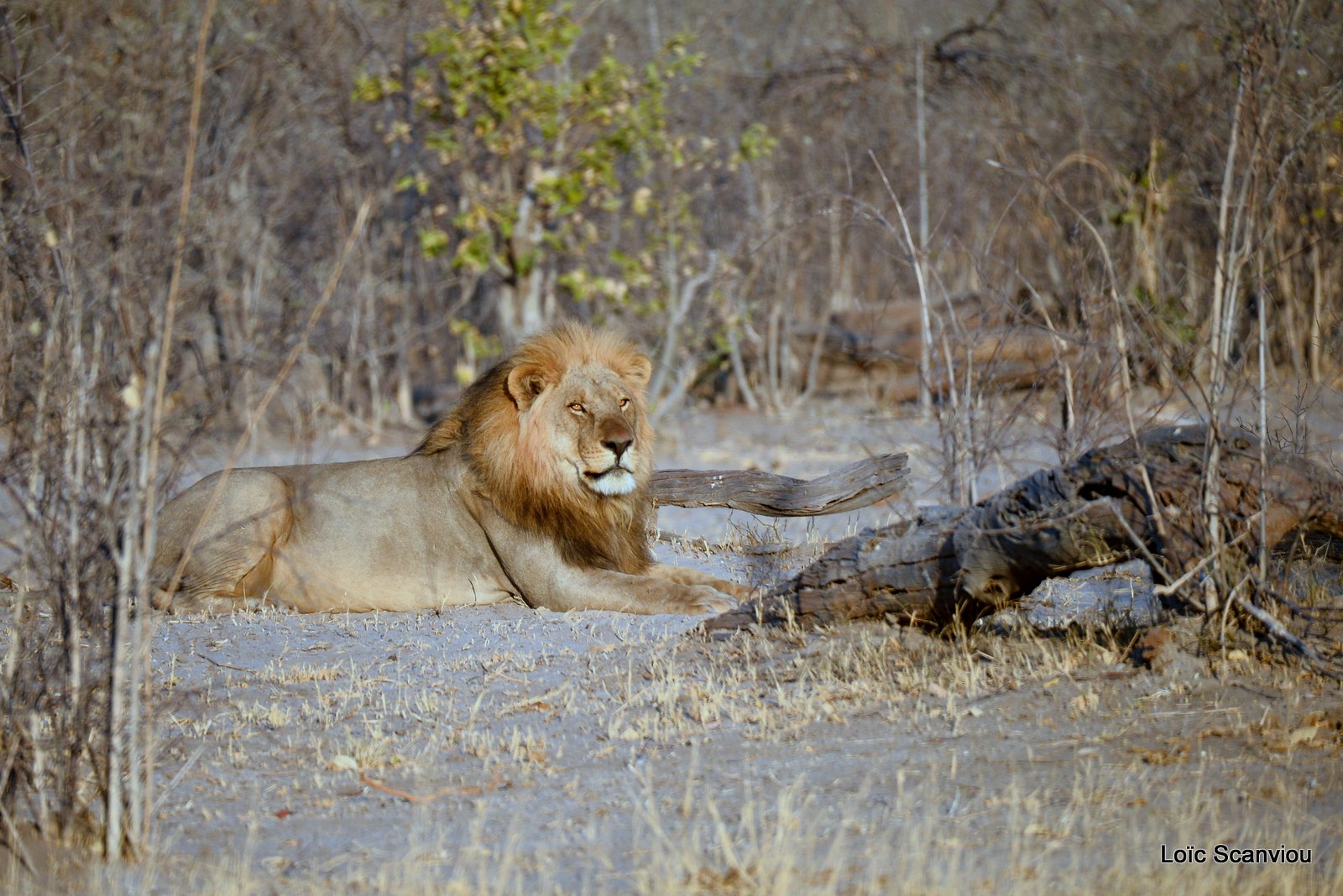 Lion mâle/Male Lion (12)