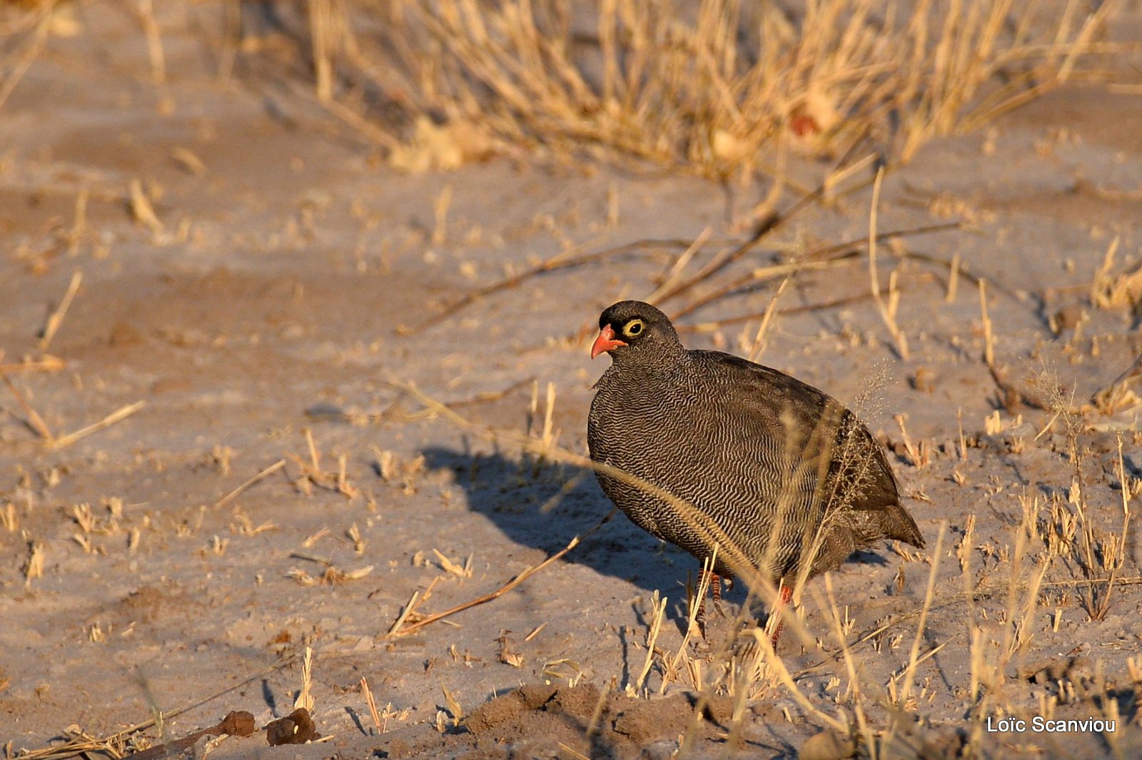 Francolin à bec rouge/Red-billed Spurfowl (1)