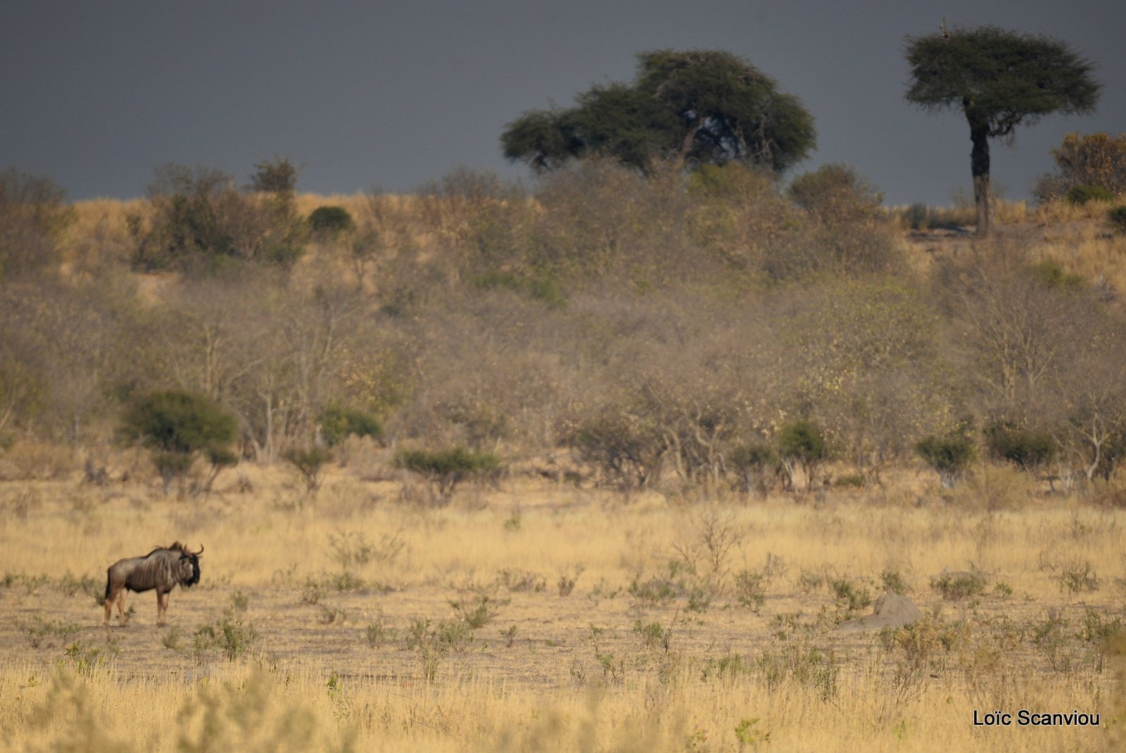 Gnou/Wildebeest (1)
