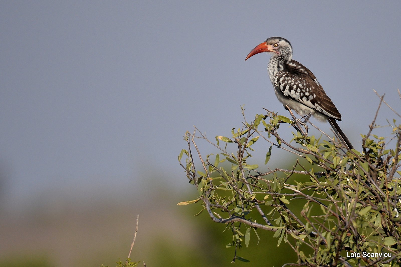 Calao à bec rouge/Southern Red-billed Hornbill (1)
