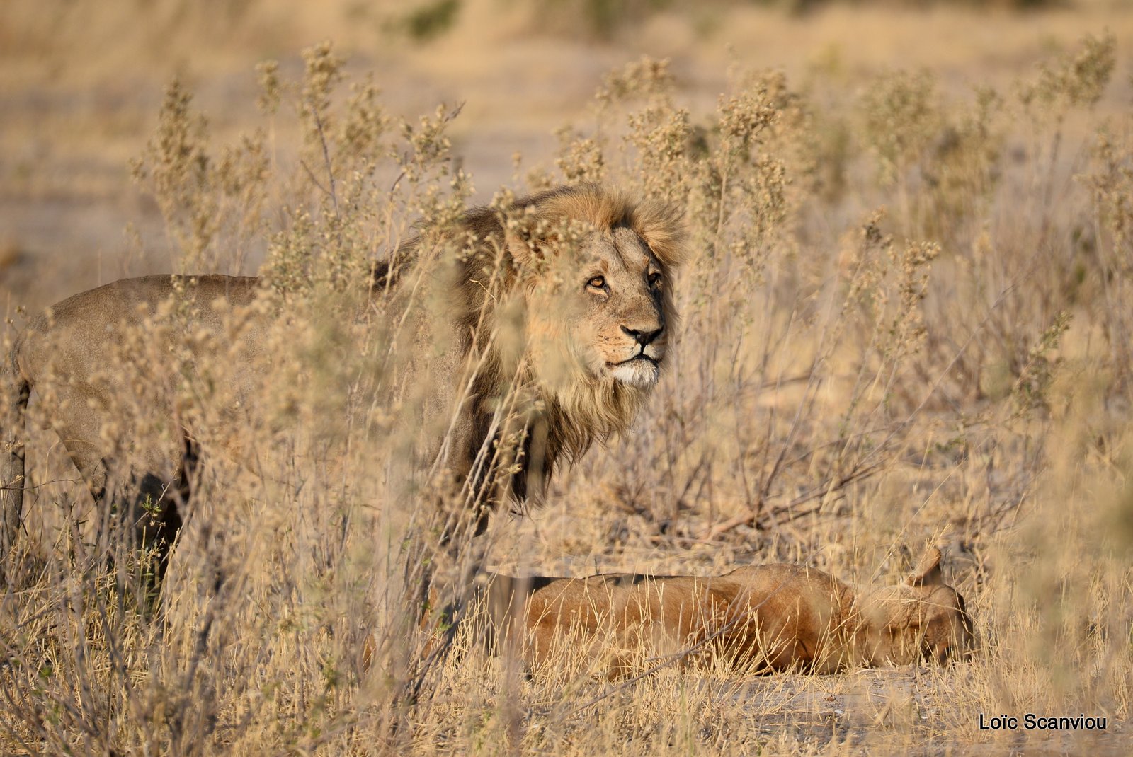 Lion et lionne/Lion and lioness (7)